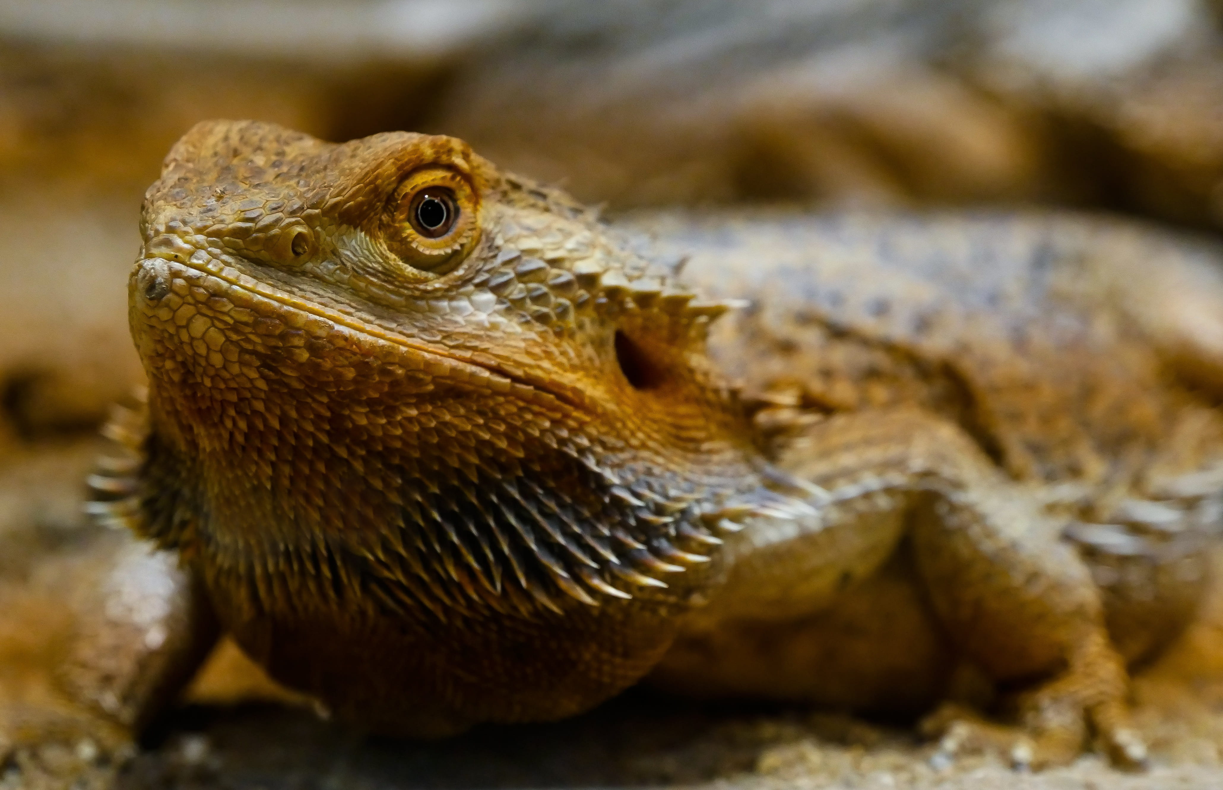 hunt, 4K, surface, animal mouth, vertebrate, dry, talon, agame, no people, animal wildlife, iguana, outdoors, close-up, animal body part, close, bearded, HD Wallpaper