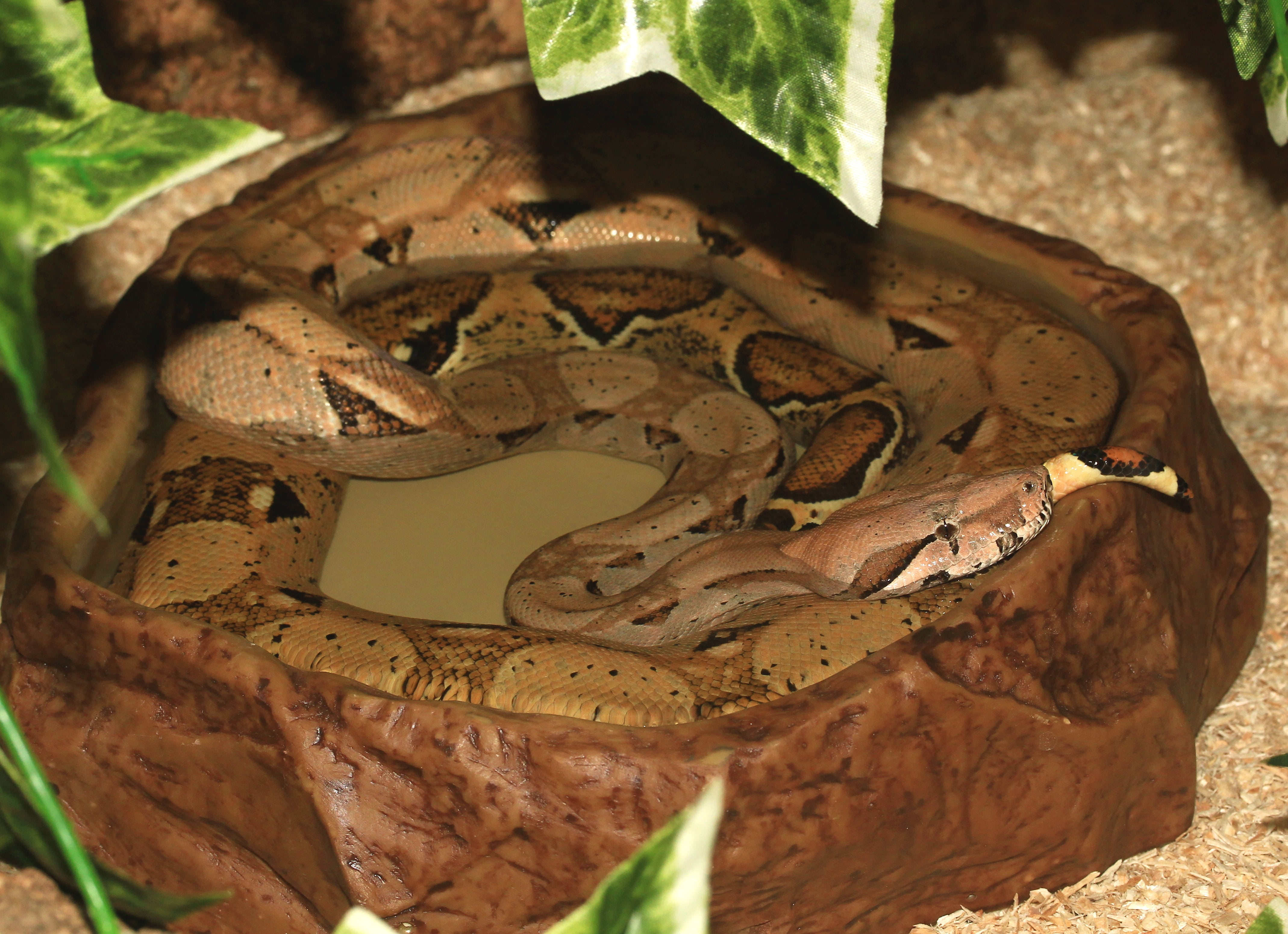 day, close, animals in the wild, animal, one animal, focus on foreground, snake, 4K, poisonous, reptile, swim, animal themes, high angle view, animal wildlife, HD Wallpaper