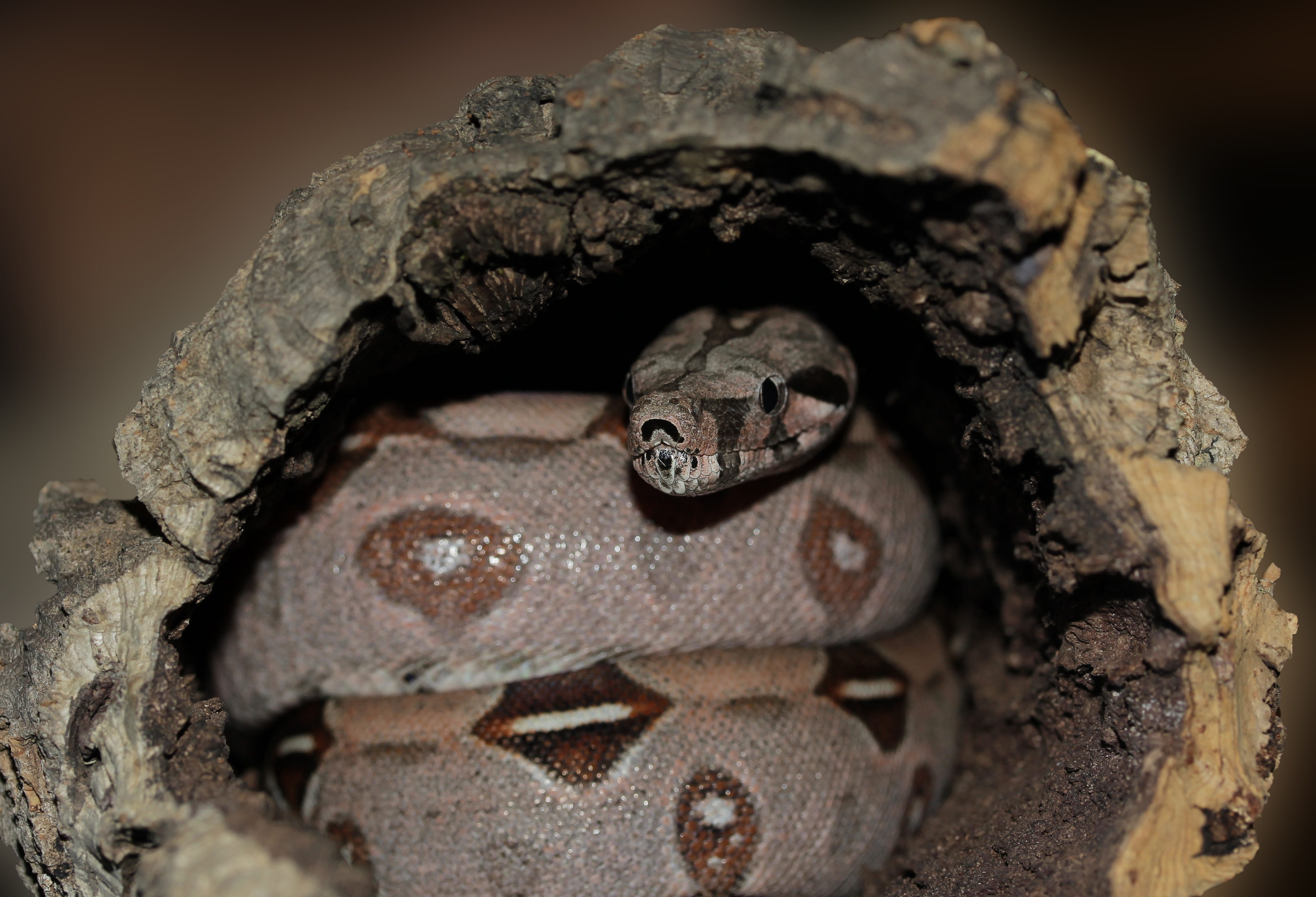 close, mouse hunter, terrarium, snake, animal, outdoors, close-up, hiding place, bone, animal head, plant, camouflage, animals in the wild, no people, head, HD Wallpaper