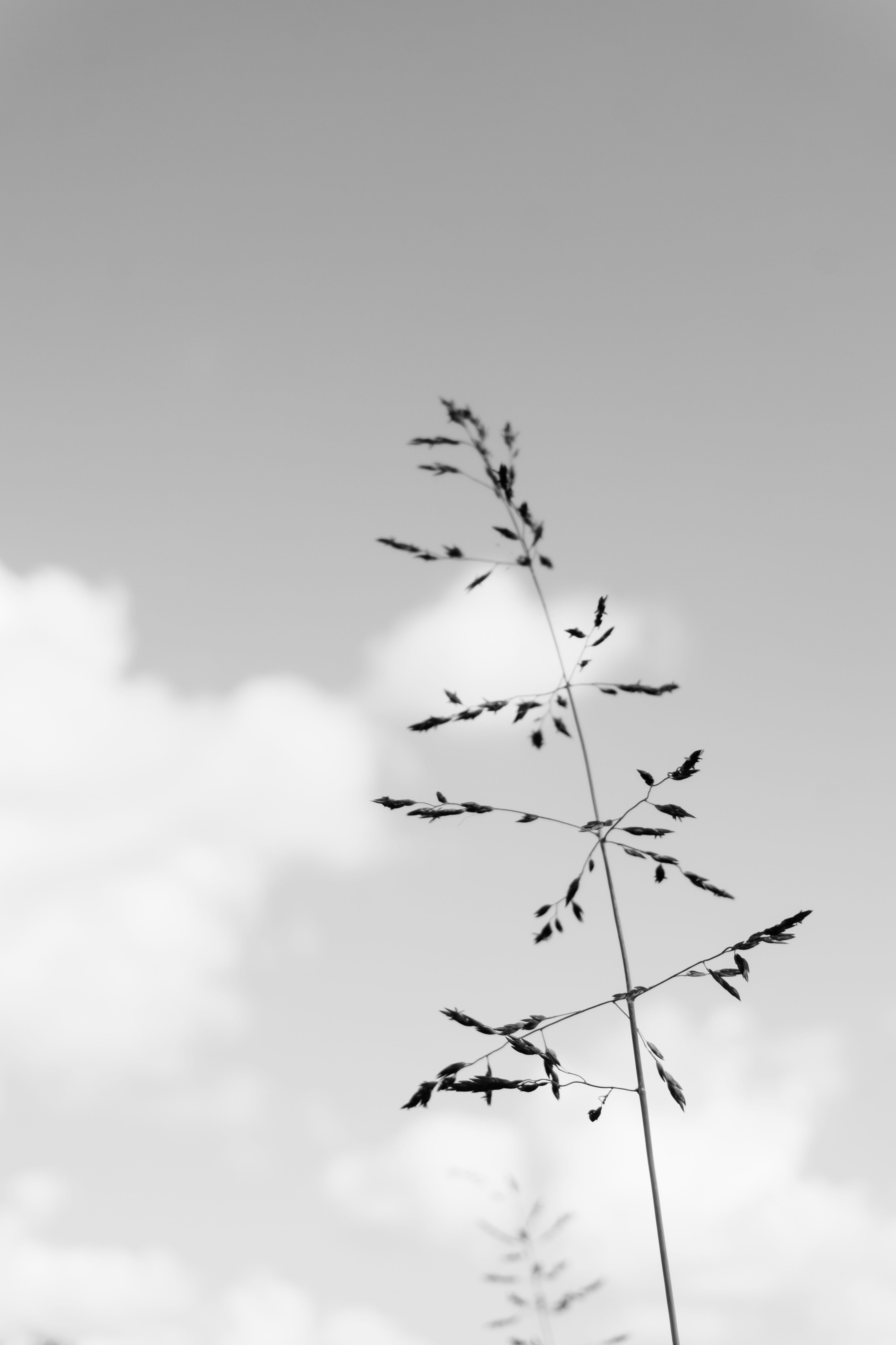 focus on foreground, plant part, growth, 5K, cloud - sky, sky, united states, purgatory creek natural area, flock of birds, scenics - nature, san marcos, Phone HD Wallpaper