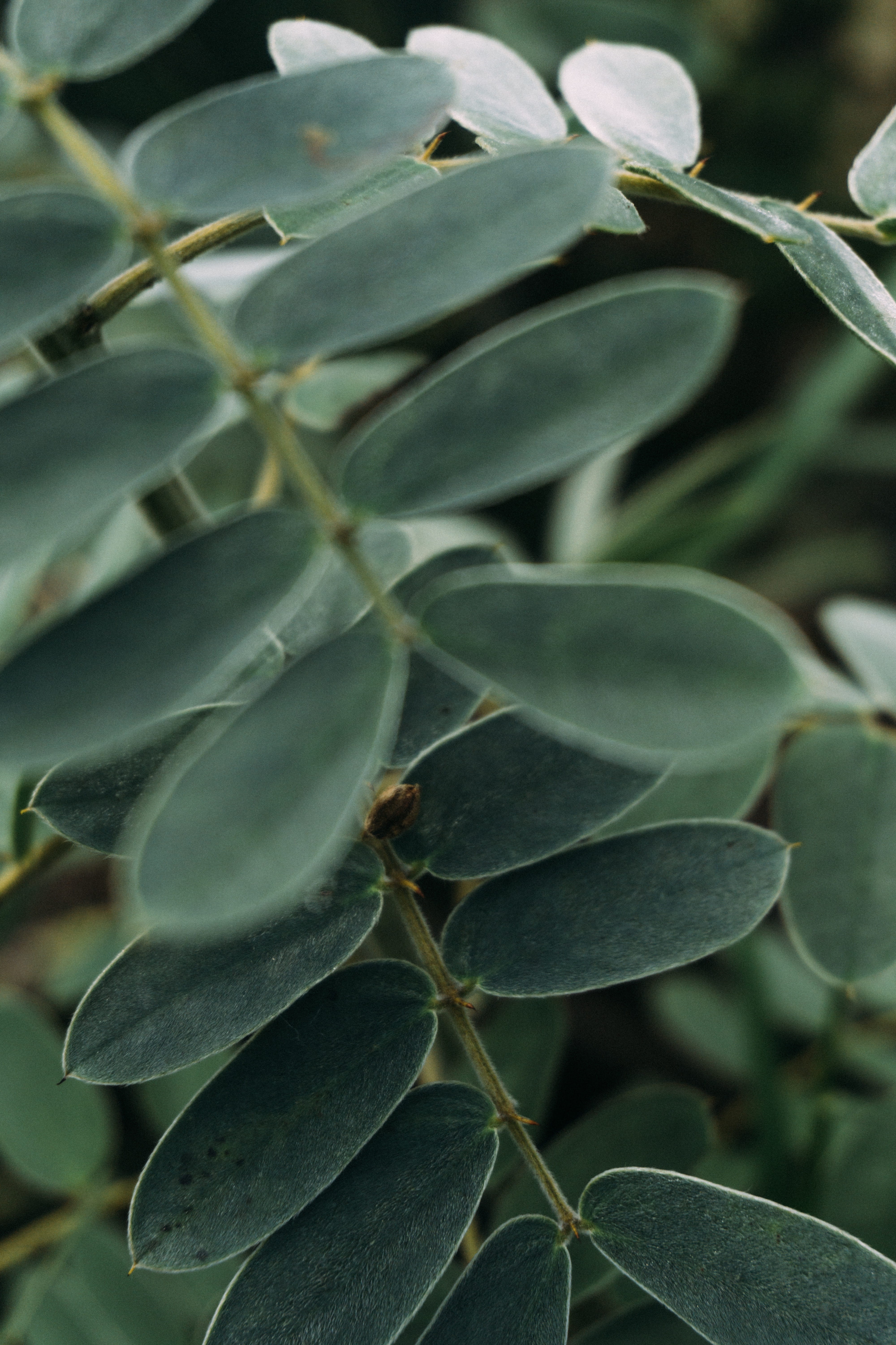 focus on foreground, no people, fruit, plant, healthy eating, selective focus, food and drink, freshness, san marcos, green color, 5K, growth, close-up, Phone HD Wallpaper