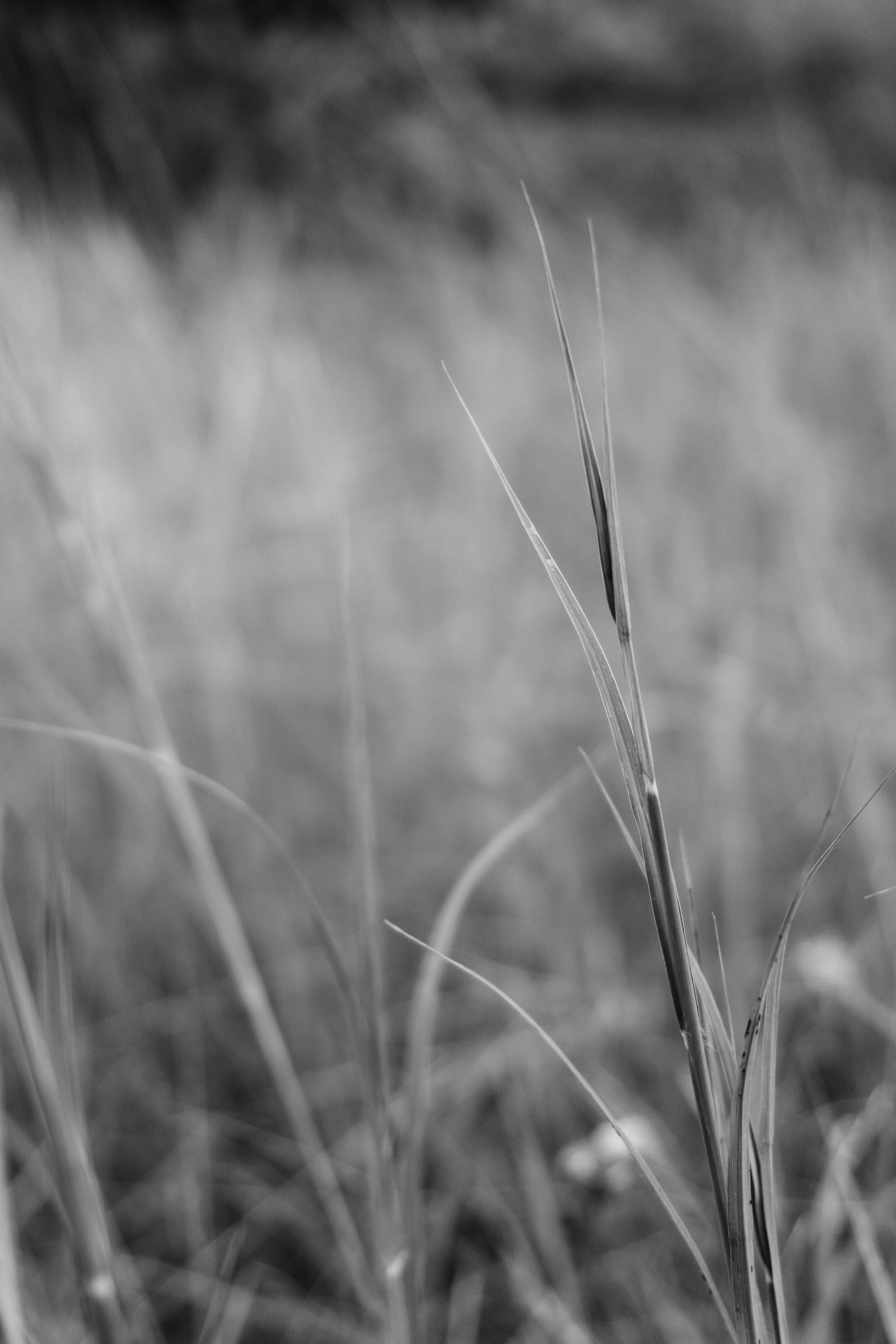 focus on foreground, blade of grass, grass, selective focus, land, united states, purgatory creek natural area, plant, day, cereal plant, landscape, wheat, Phone HD Wallpaper