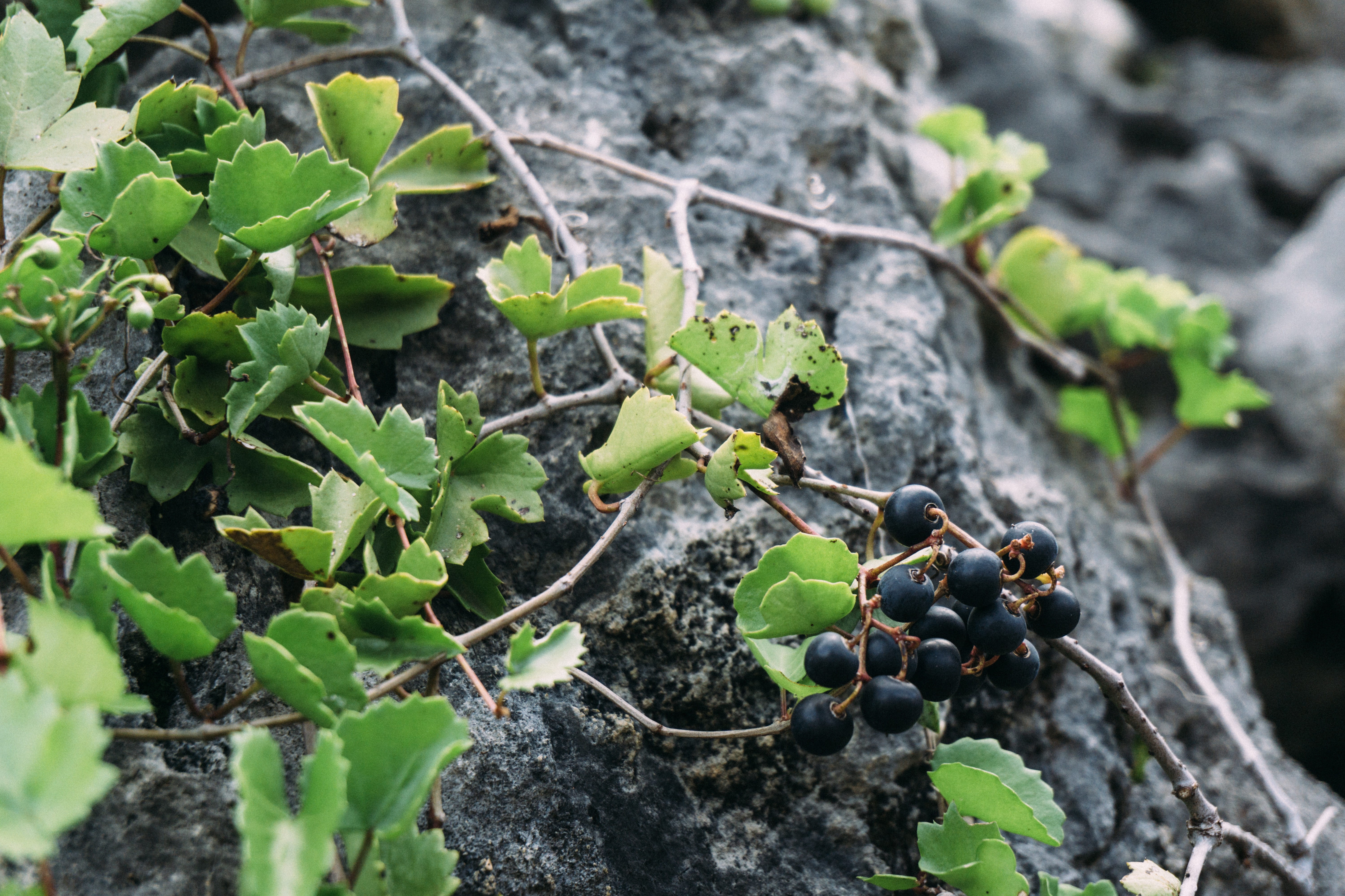 close-up, freshness, healthy eating, tree, outdoors, food and drink, san marcos, purgatory creek natural area, focus on foreground, green color, beauty in nature, HD Wallpaper