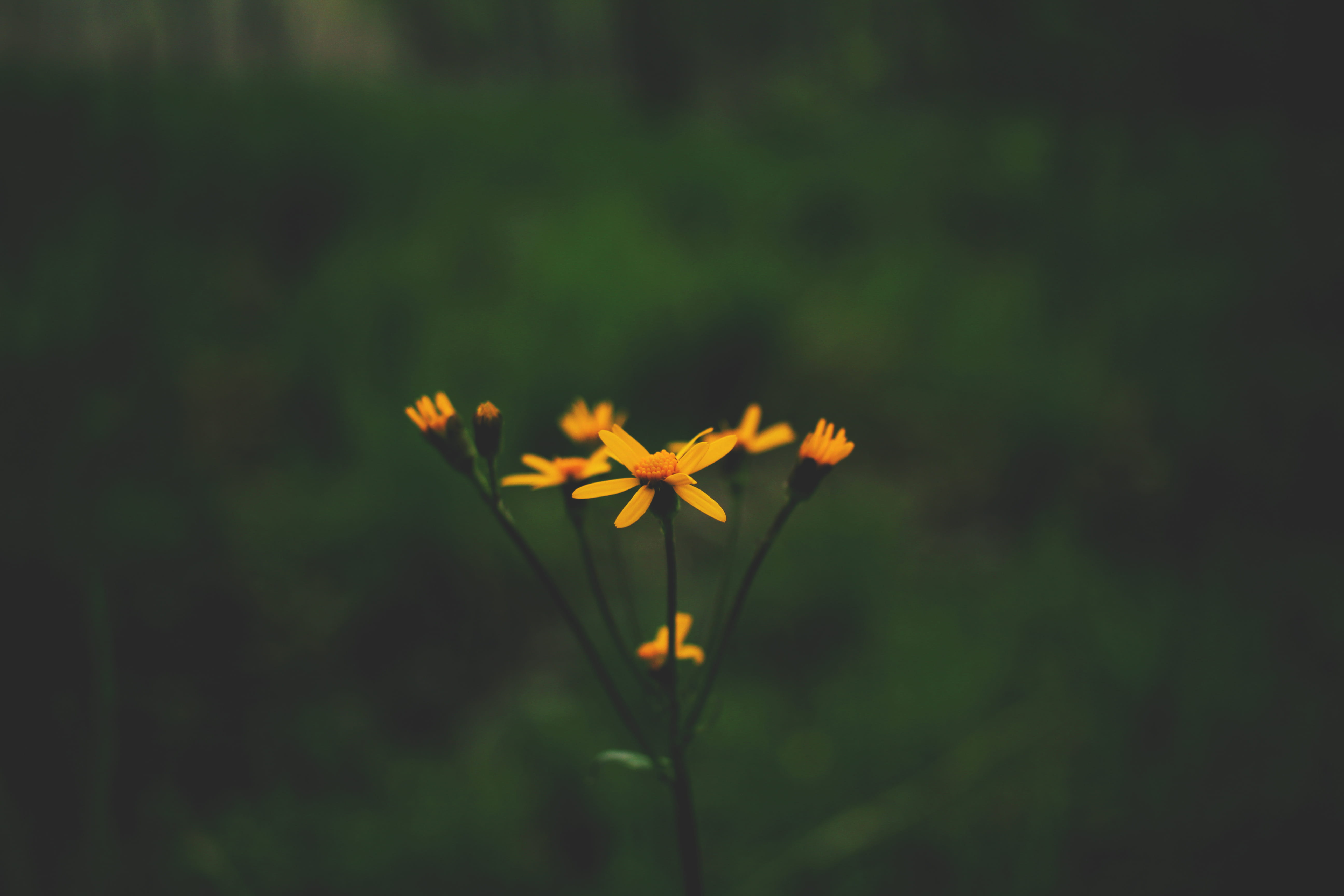 fragility, flower head, forest, flowering plant, nature, growth, bloomington, wild flower, outdoors, freshness, no people, 5K, macro, close-up, orange color, HD Wallpaper