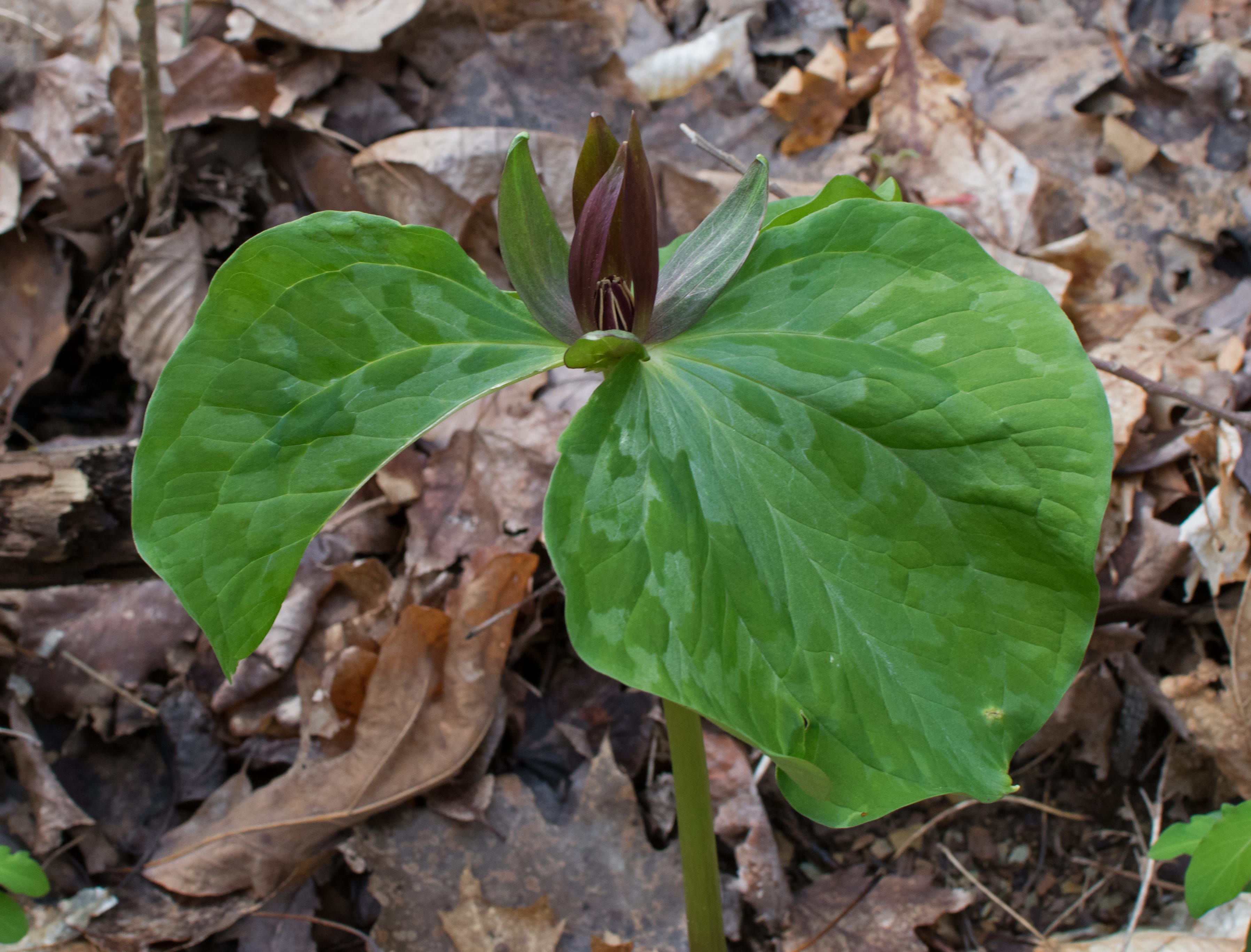 beauty in nature, nature, green color, united states, 2K, high angle view, directly above, leaves, spring, forest floor, plant, fragility, day, oak ridge, HD Wallpaper