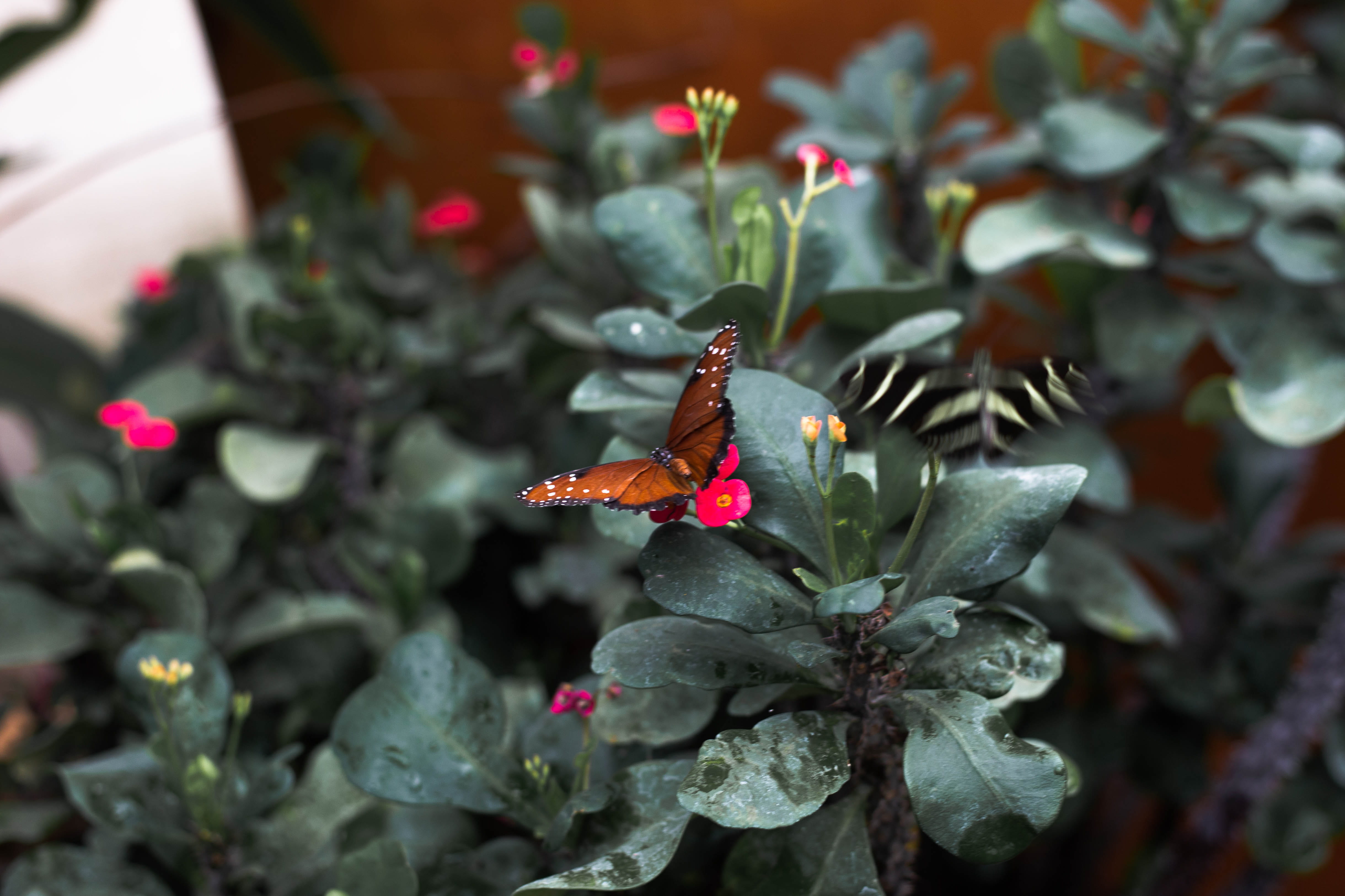 fragility, outdoors, oviedo, butterfly, green, foliage, one animal, flower, united states, fauna, freshness, red, 4K, flora, dark green, vulnerability, HD Wallpaper