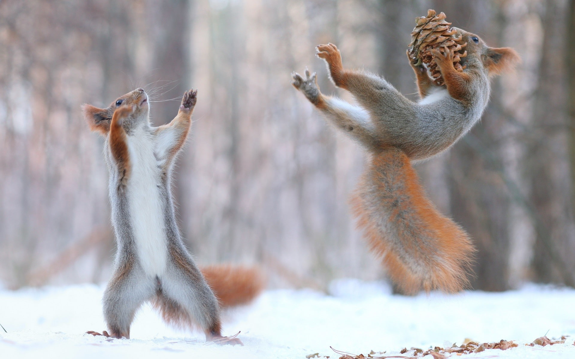 force, squirrel, animals, snow, 1080P, winter, nature, HD Wallpaper