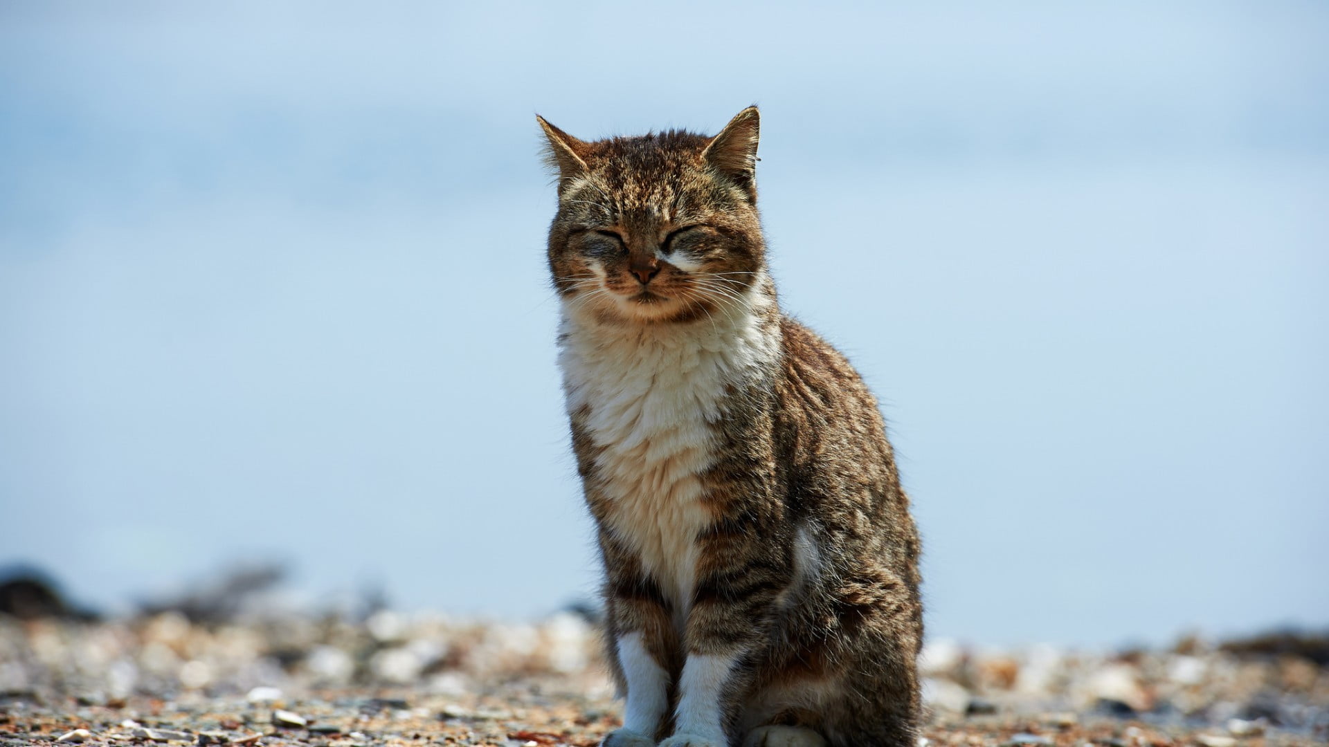 domestic animals, portrait, land, mammals, no people, looking at camera, one animal, looking, feline, nature, pets, day, whisker, animals, domestic cat, HD Wallpaper
