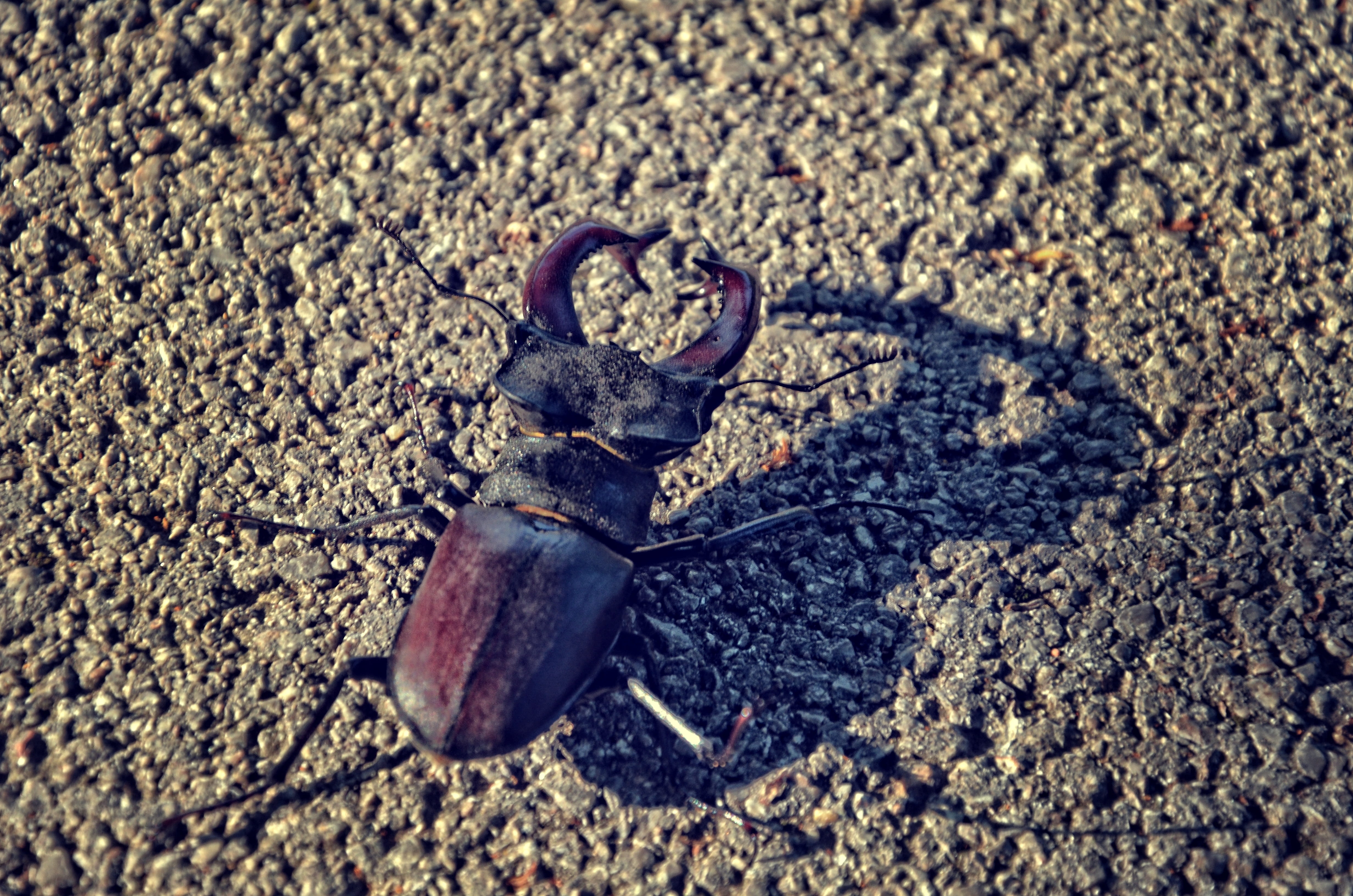 sand, old, brown, environment, rare, animal, focus on foreground, stag-beetle, city, wild, obsolete, large, big, coleoptera, collection, high angle view, HD Wallpaper