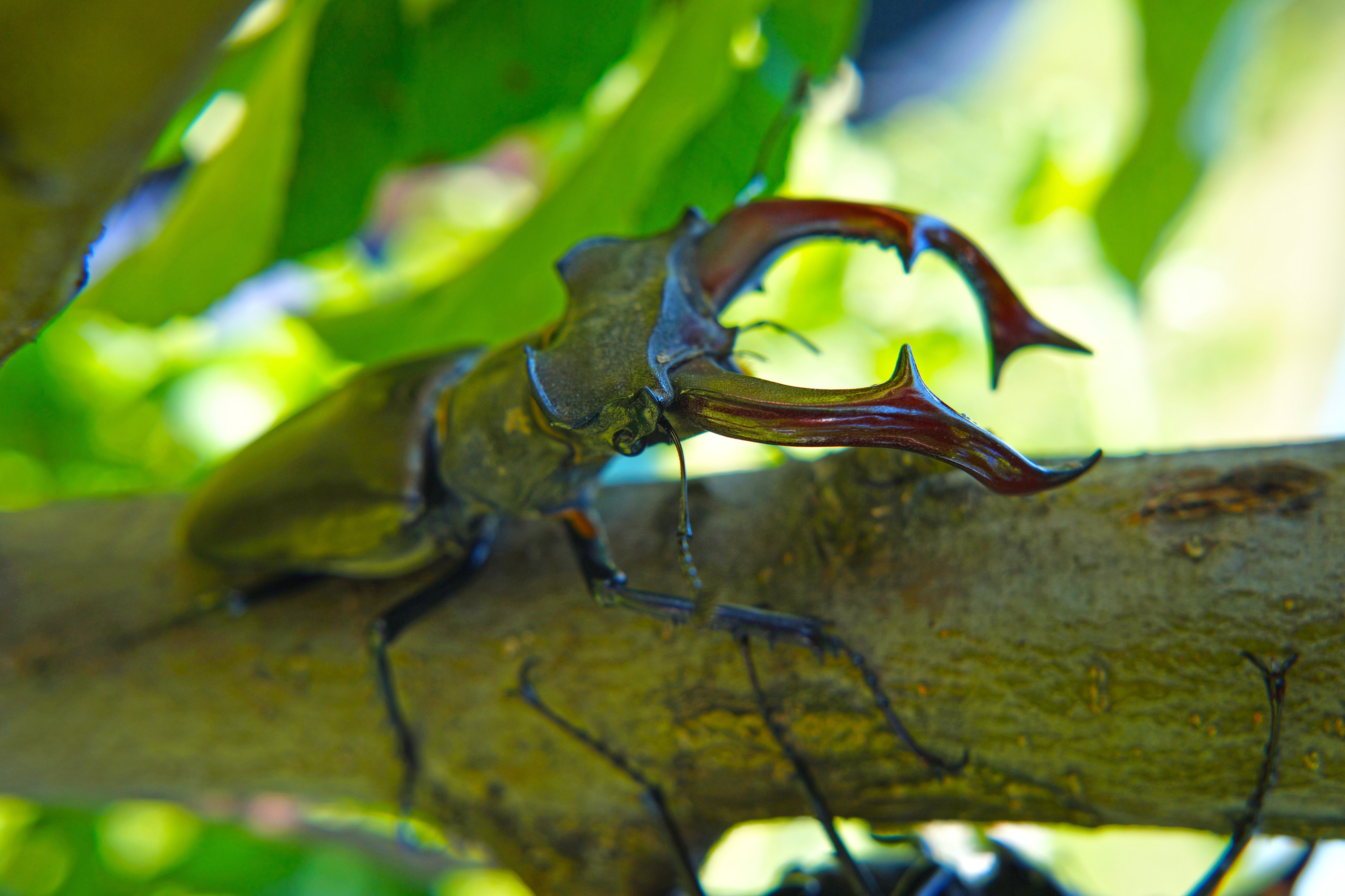 reptile, green color, outdoors, nature, focus on foreground, animals in the wild, no people, plant part, selective focus, 5K, animal themes, chameleon, HD Wallpaper
