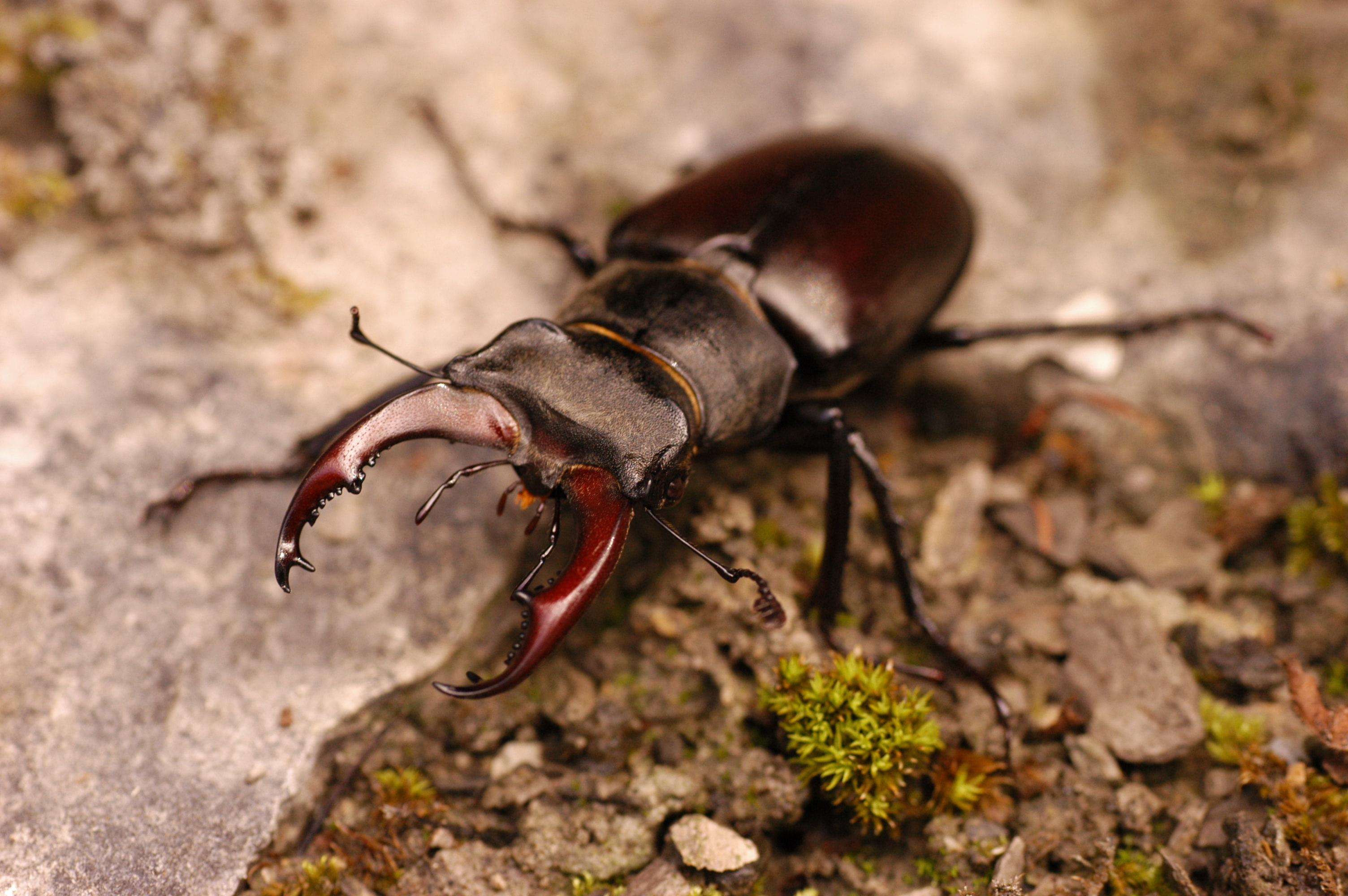 Animal, Stag Beetle, 2K, HD Wallpaper