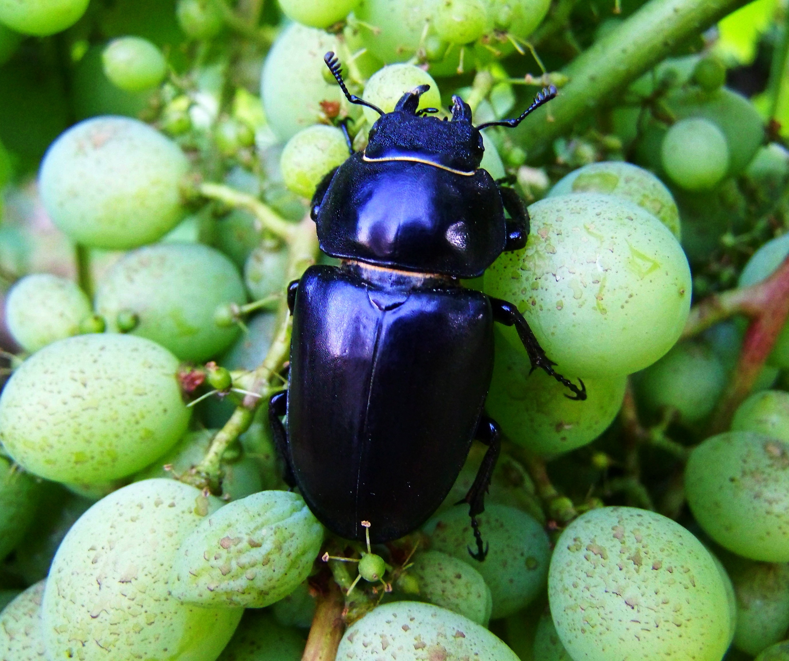 growth, food and drink, fruit, nut, insect, ripe, focus on foreground, food, plant, black color, outdoors, day, green color, close-up, raw food, wellbeing, HD Wallpaper