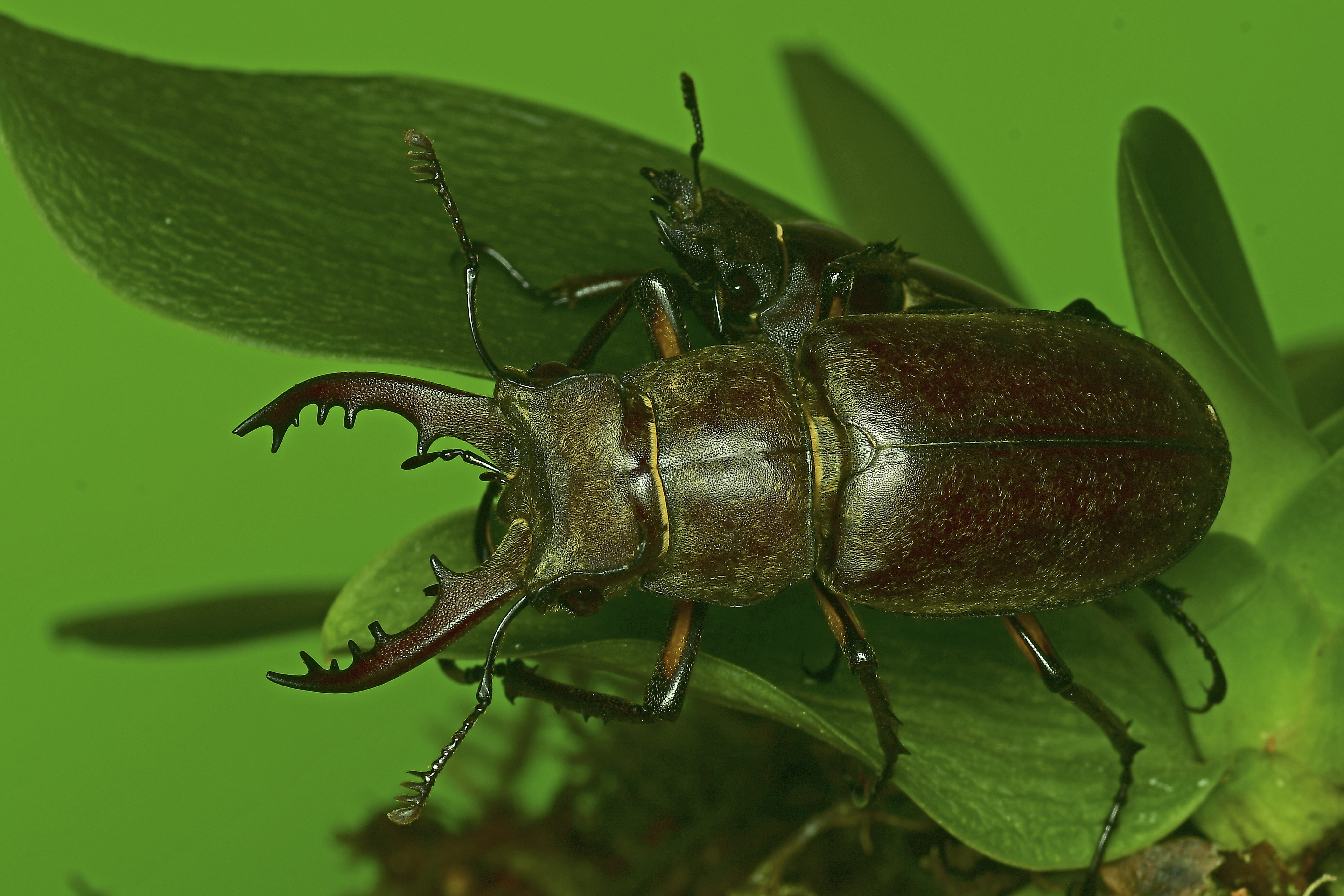 oak, the deer bug, no people, nature, animal, animal eye, focus on foreground, insects, insect, 5K, leaf, day, one animal, zoology, close-up, the stag beetle, HD Wallpaper