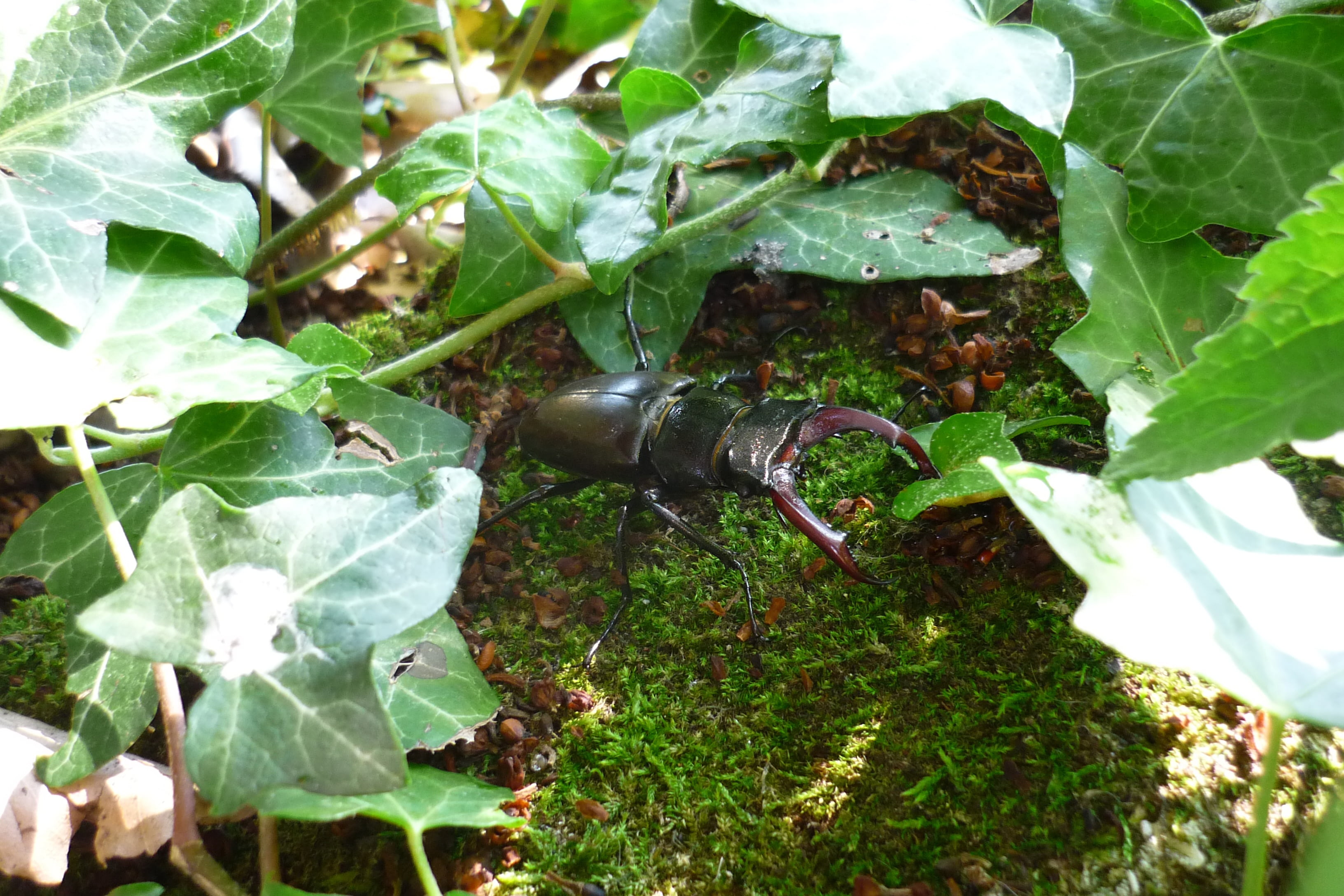 food and drink, stag beetle, nature, 2K, close-up, sunlight, beauty in nature, no people, focus on foreground, high angle view, leaf, water, outdoors, HD Wallpaper