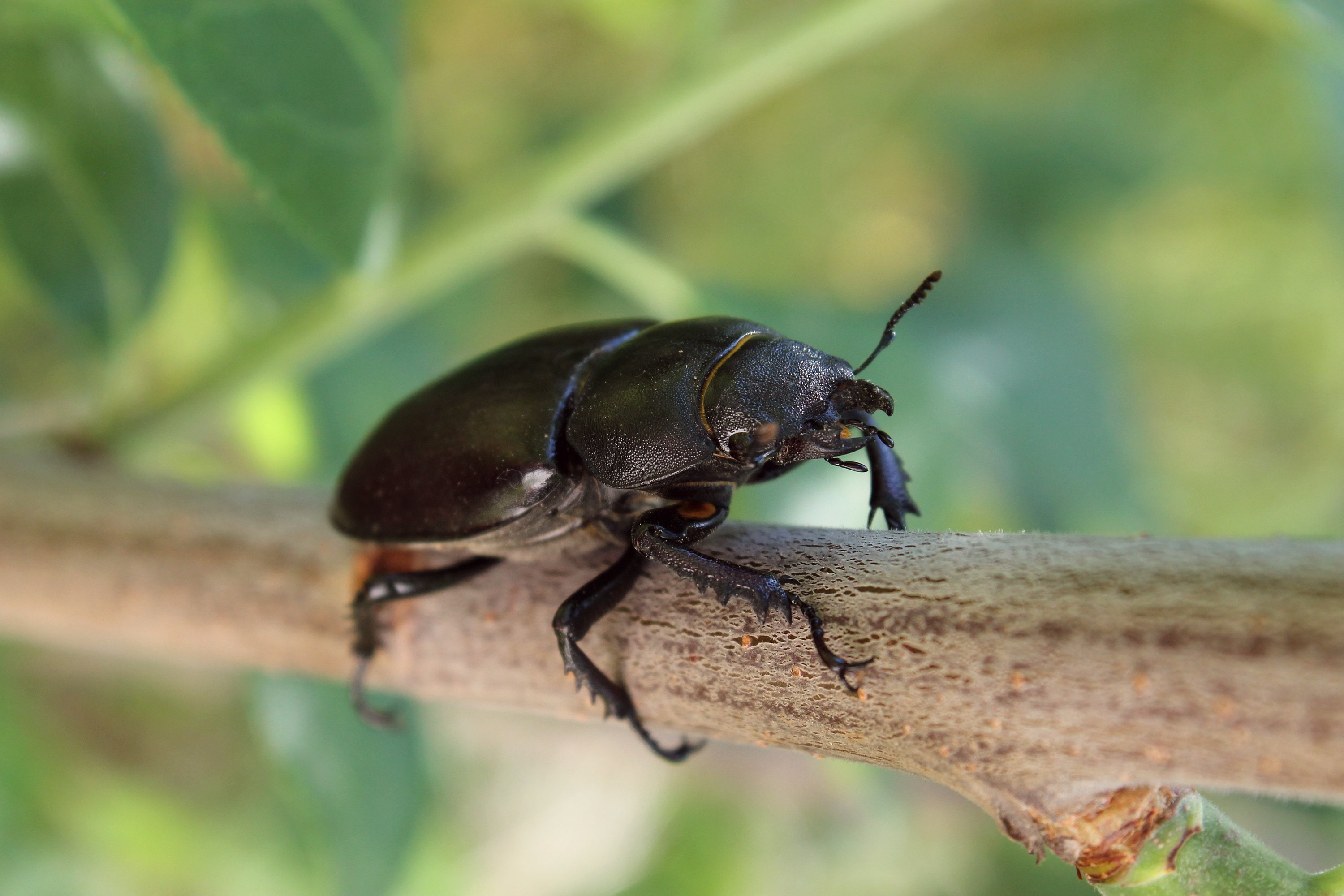 2K, focus on foreground, close-up, animal themes, plant part, Stag, plant, leaf, animal, animal antenna, female, one animal, nature, invertebrate, outdoors, HD Wallpaper