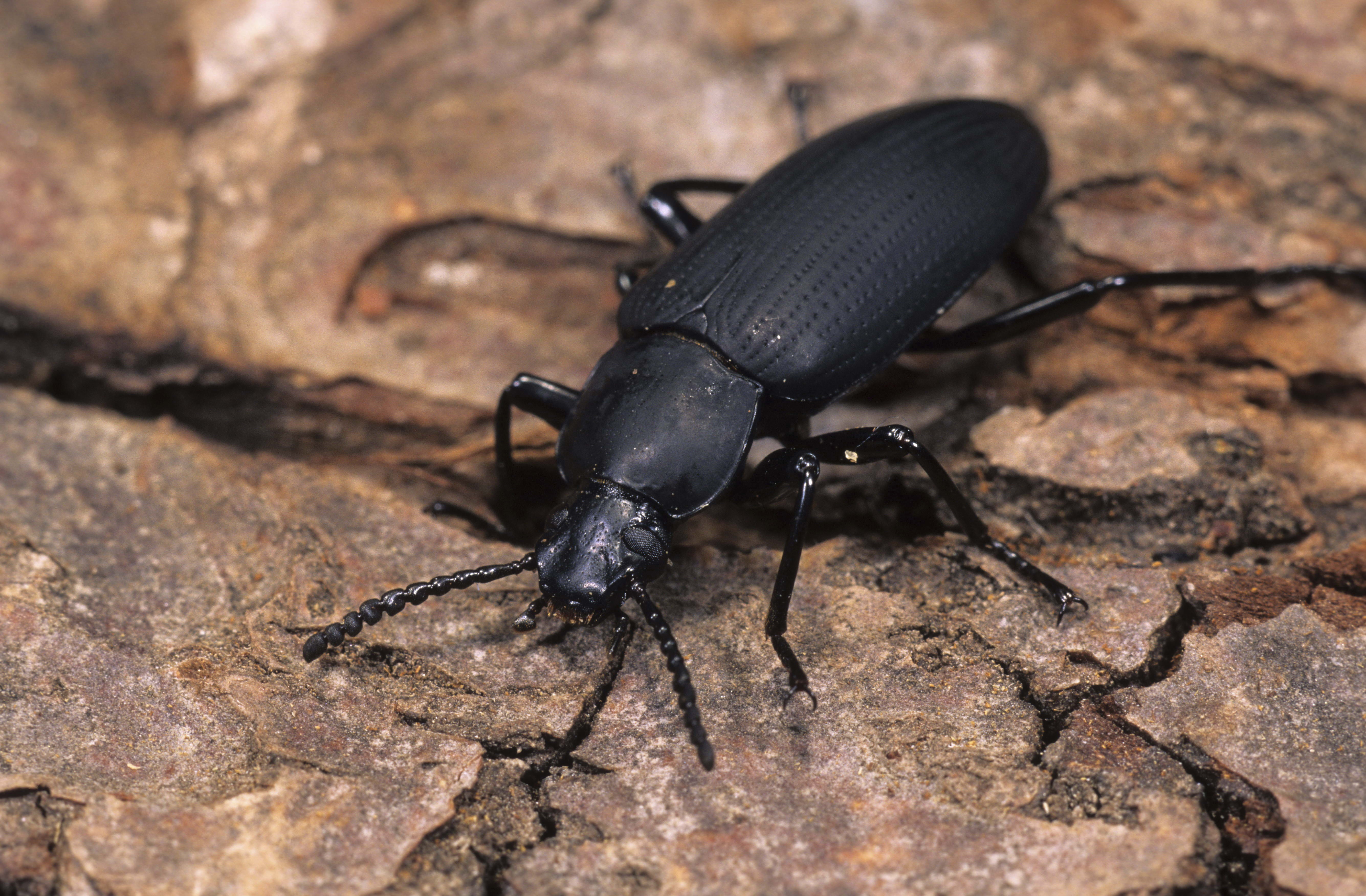 animal wildlife, beetle, biology, animal, animals in the wild, brown, day, weevil, rock - object, macro, insect, animal themes, rhinoceros, arthropod, small, HD Wallpaper