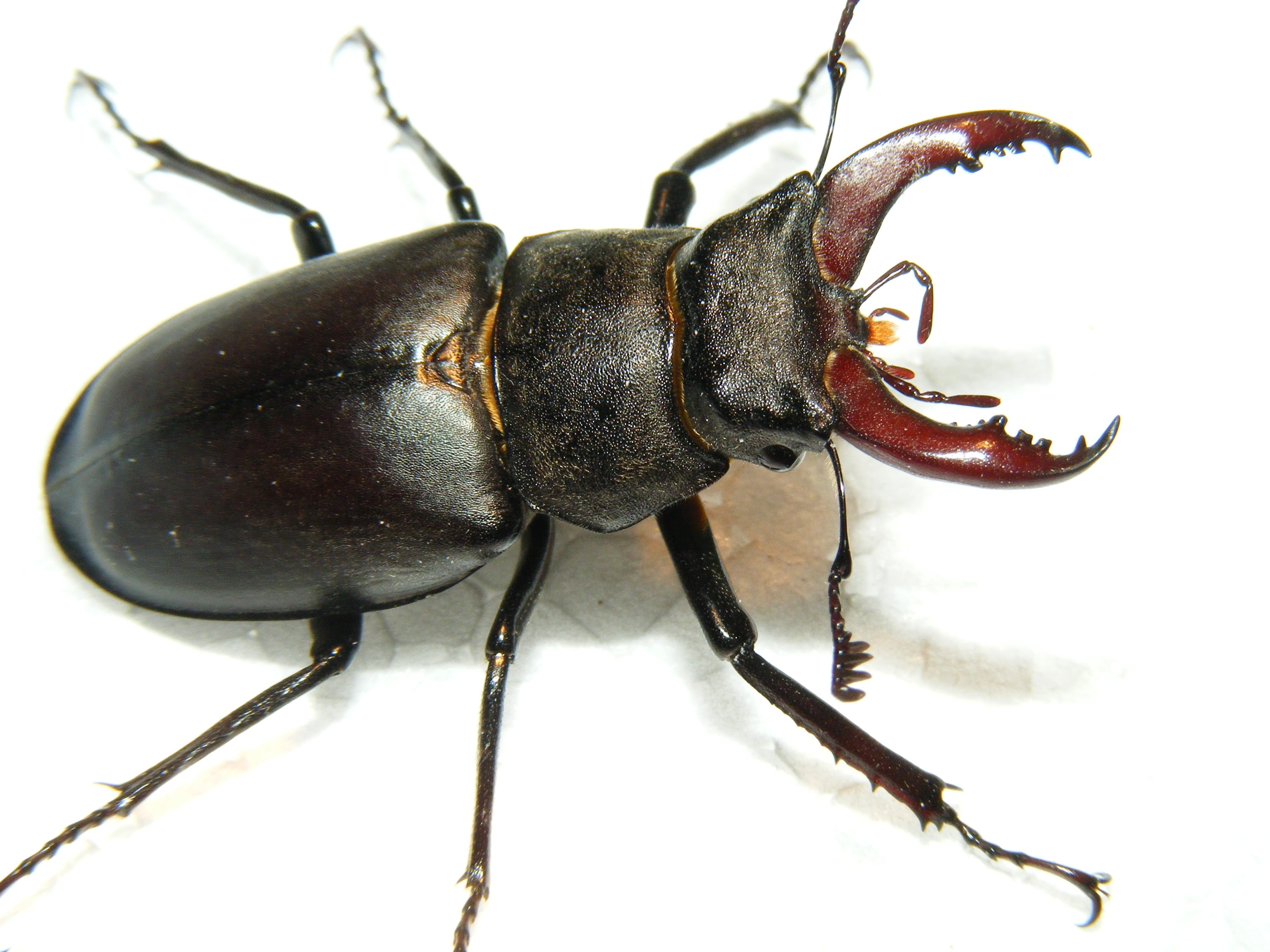 lucanus, no people, indoors, animal, nature, studio shot, gallery, animal antenna, animal themes, 2K, insect, insects, invertebrate, white background, HD Wallpaper