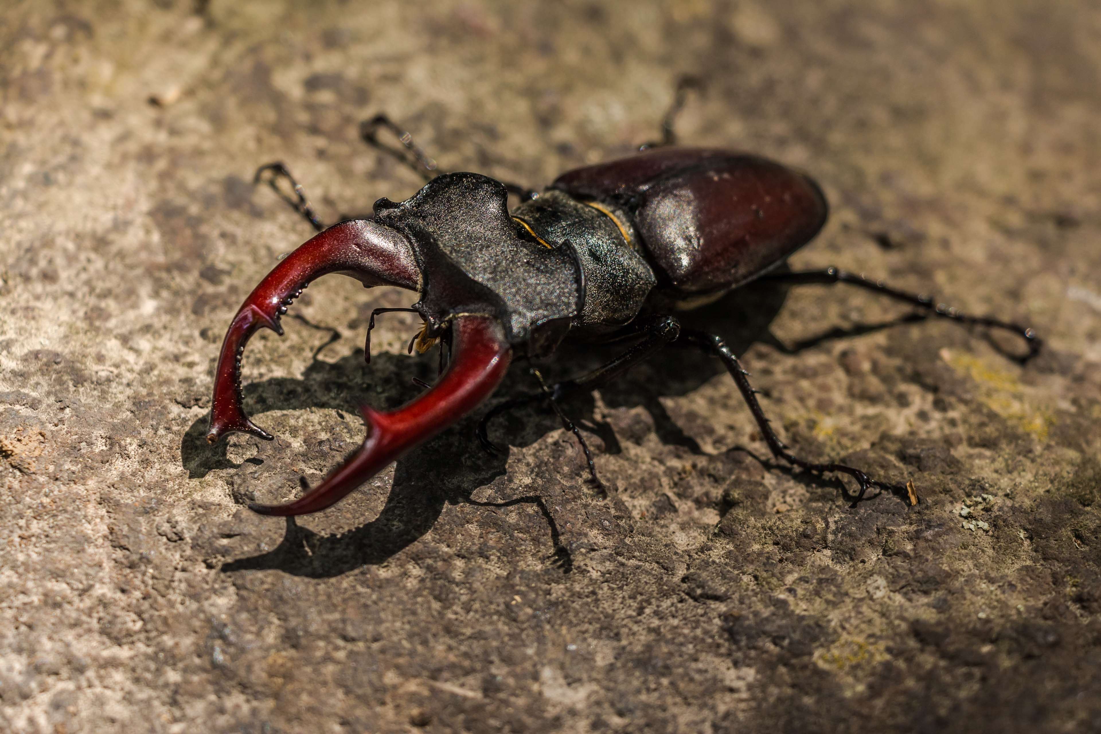 poisonous, nature, sunlight, 4K, stag beetle, beetle, shadow, selective focus, outdoors, animal themes, flying insect, invertebrate, zoology, no people, HD Wallpaper