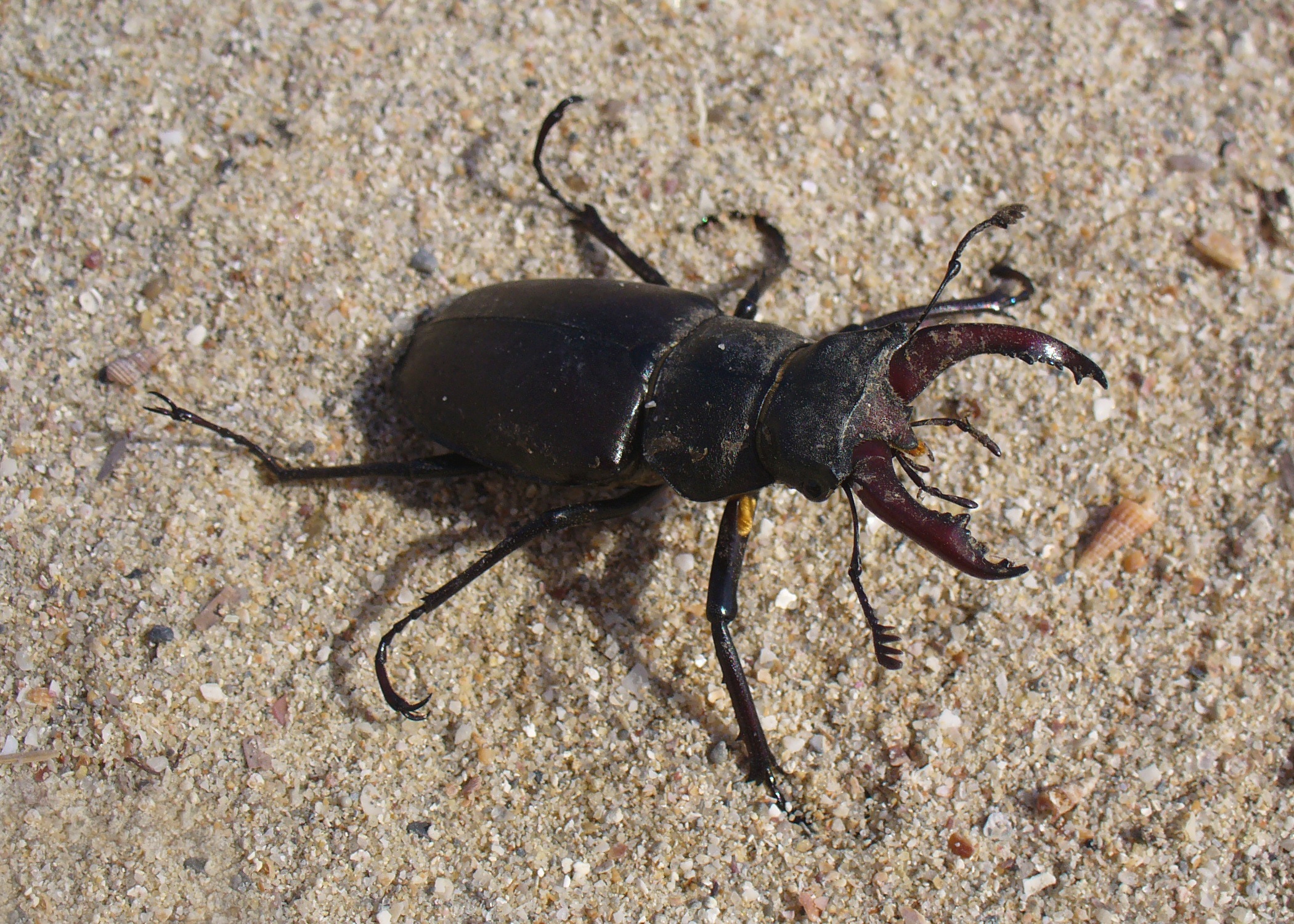 no people, macro, sea, sand, male, animal themes, outdoors, animal wildlife, insect, bug, marine, animal, 1080P, close-up, day, animals in the wild, land, HD Wallpaper