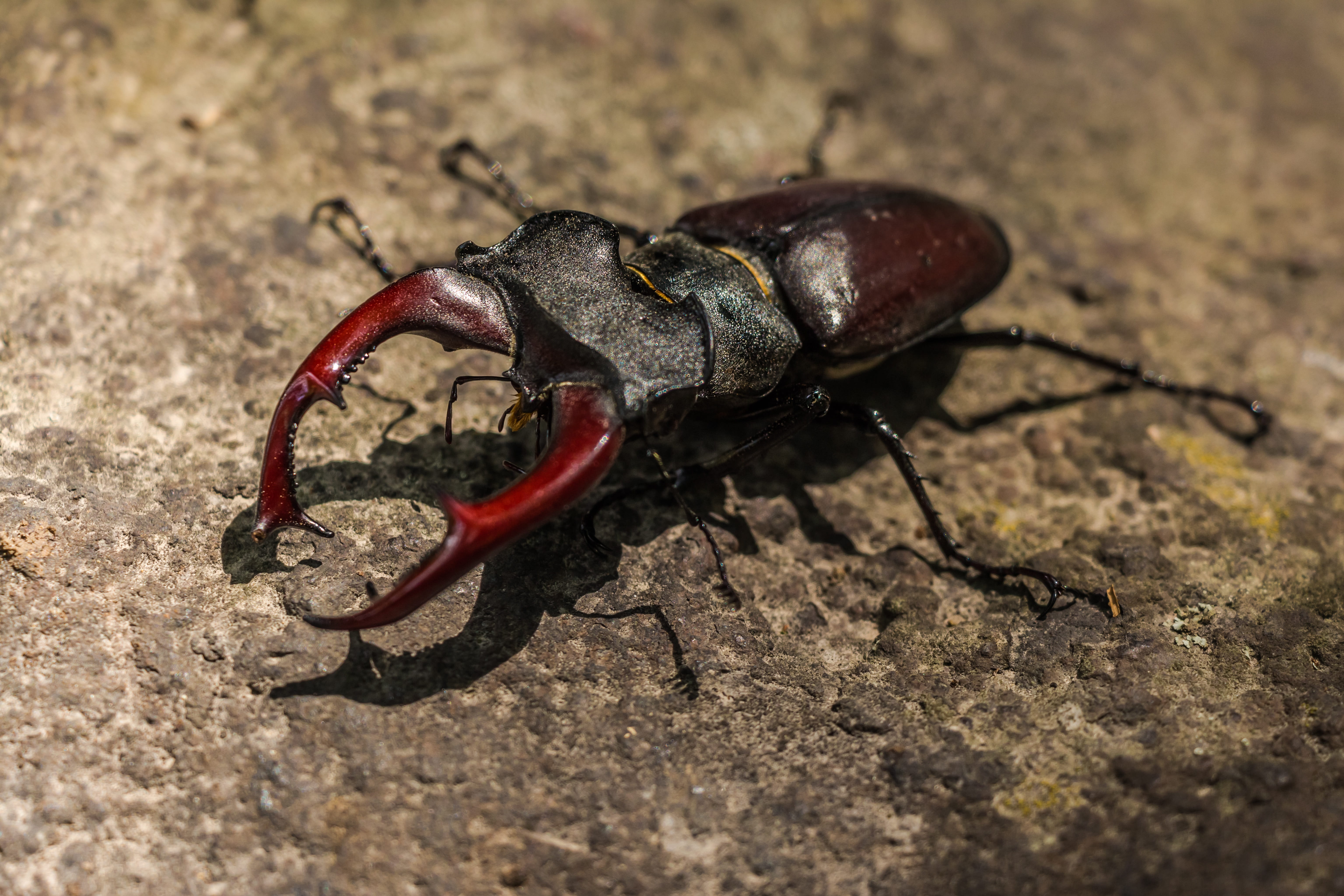 shadow, lucanus cervus, outdoors, insect, brown, sunlight, land, zoology, animal themes, animals in the wild, invertebrate, animal wildlife, nature, one animal, HD Wallpaper
