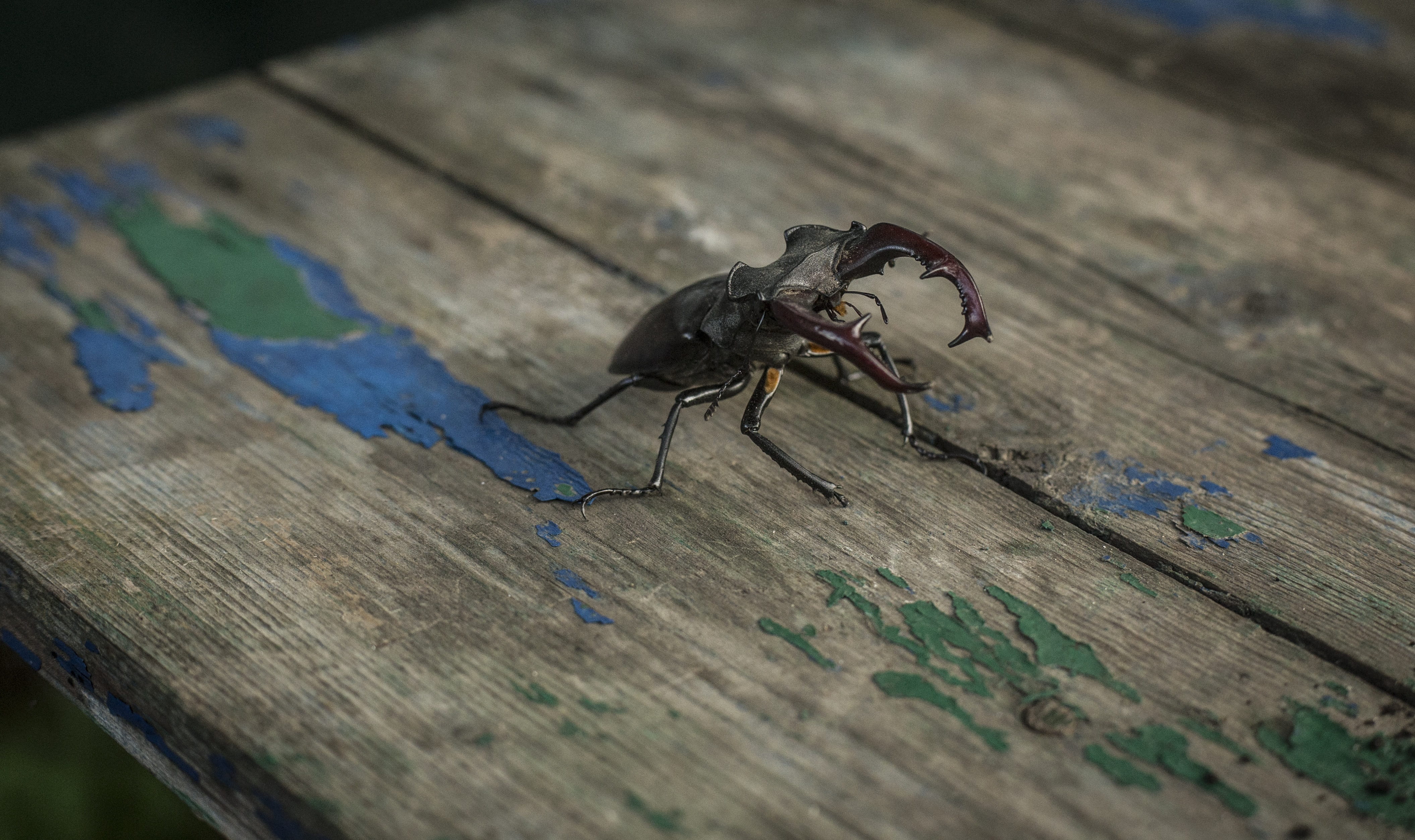 animal wildlife, selective focus, flora, table, insect, one animal, animal, background, old, nature, no people, wood, vintage, indoors, macro photography, HD Wallpaper