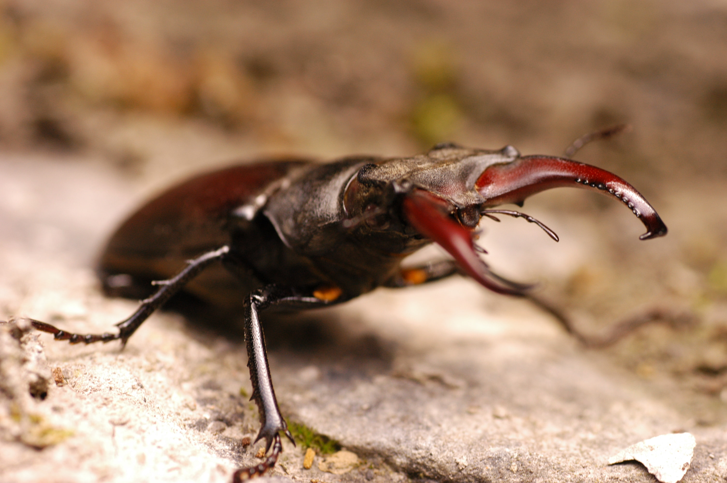 Stag Beetle, Animal, 2K, HD Wallpaper