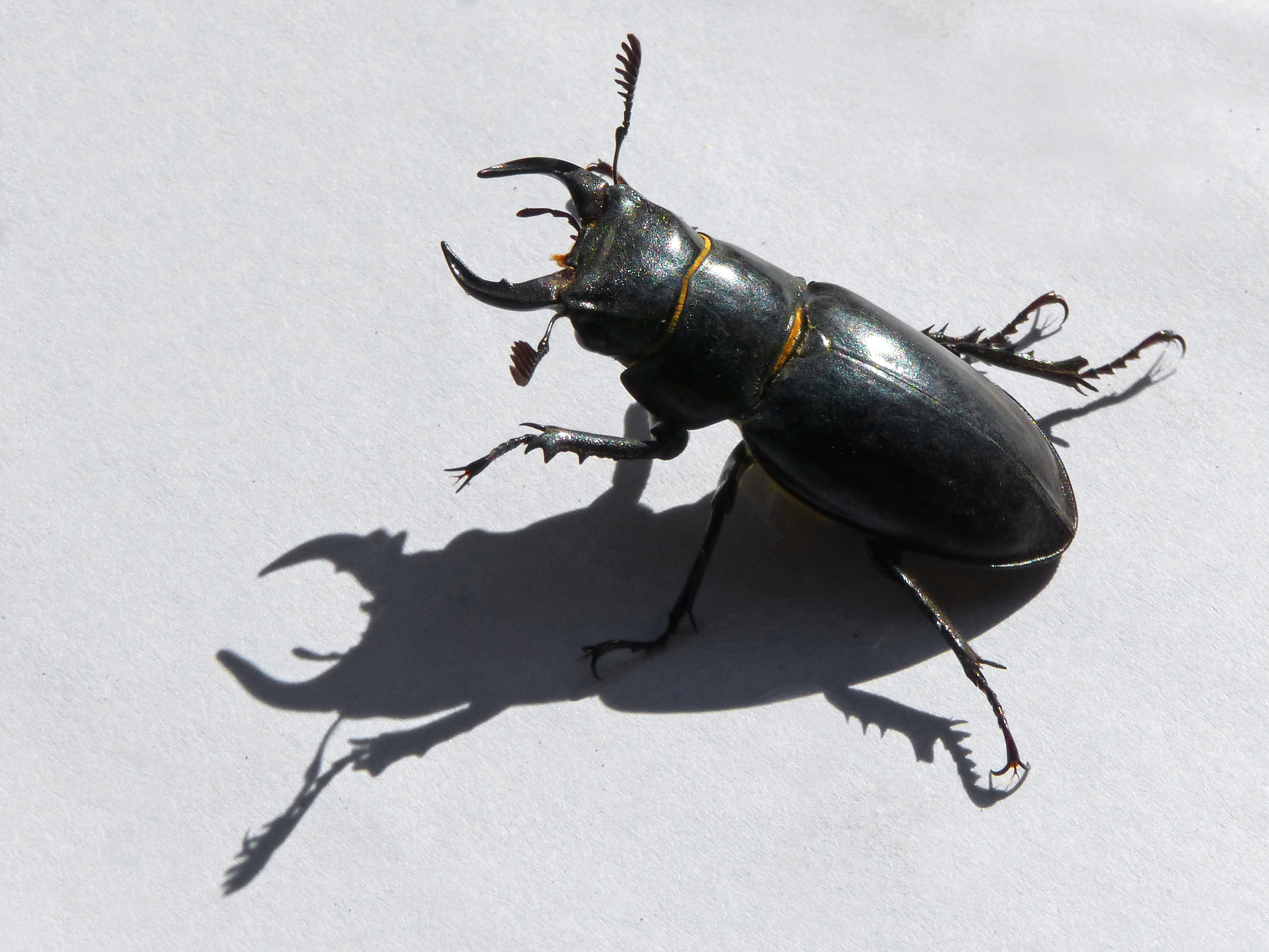 coleoptera, 2K, shadow, white background, animal wildlife, nature, lucanus cervus, beetle, sunlight, indoors, invertebrate, food and drink, stag-beetle, HD Wallpaper