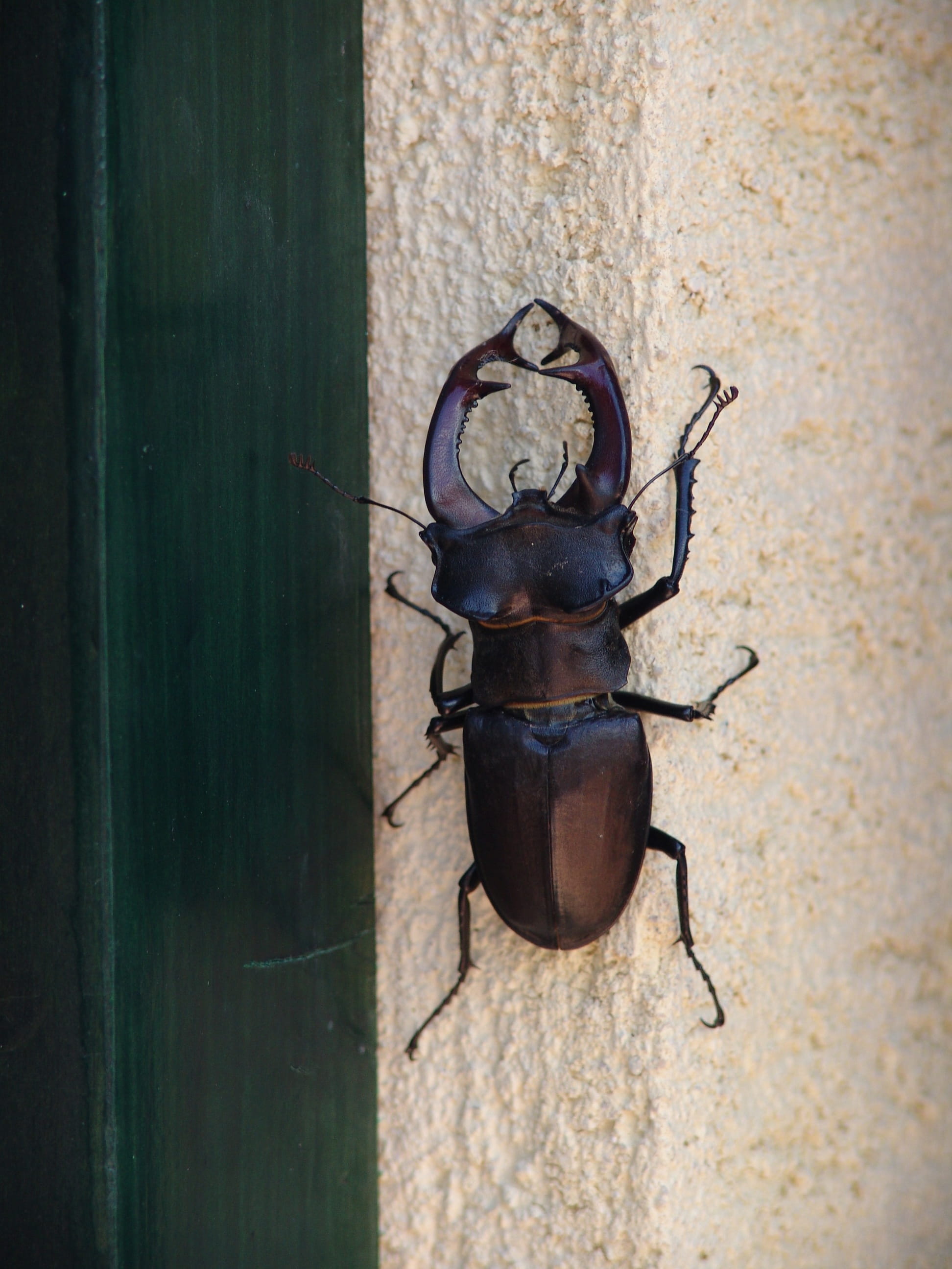 day, animal themes, old, 2K, old-fashioned, animal wildlife, wall - building feature, beetle, wall, Insect, animal, built structure, mounted, Stag Beetle, Phone HD Wallpaper