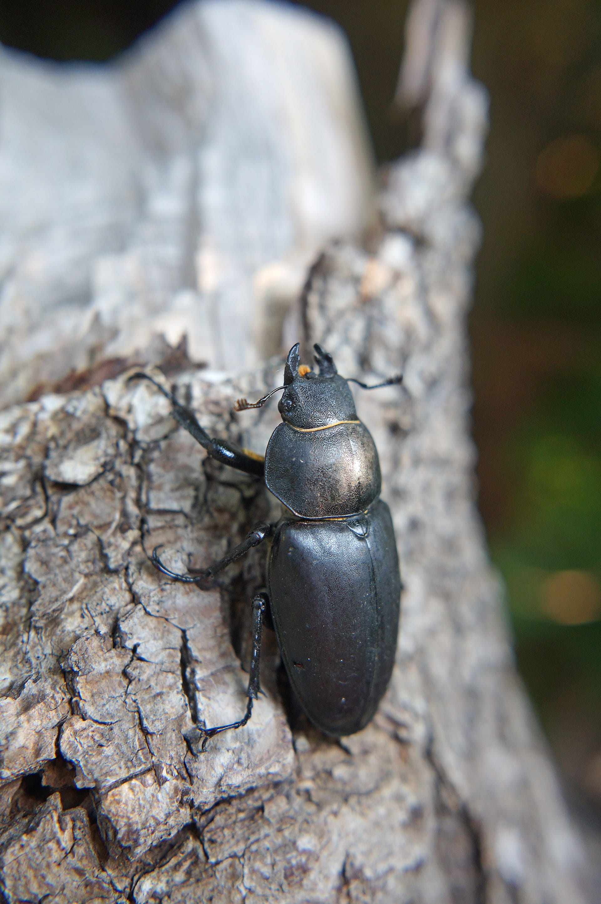great stag beetle, gastropod, focus on foreground, one animal, 2K, animal themes, animal wildlife, nature, animals in the wild, no people, rock - object, Phone HD Wallpaper