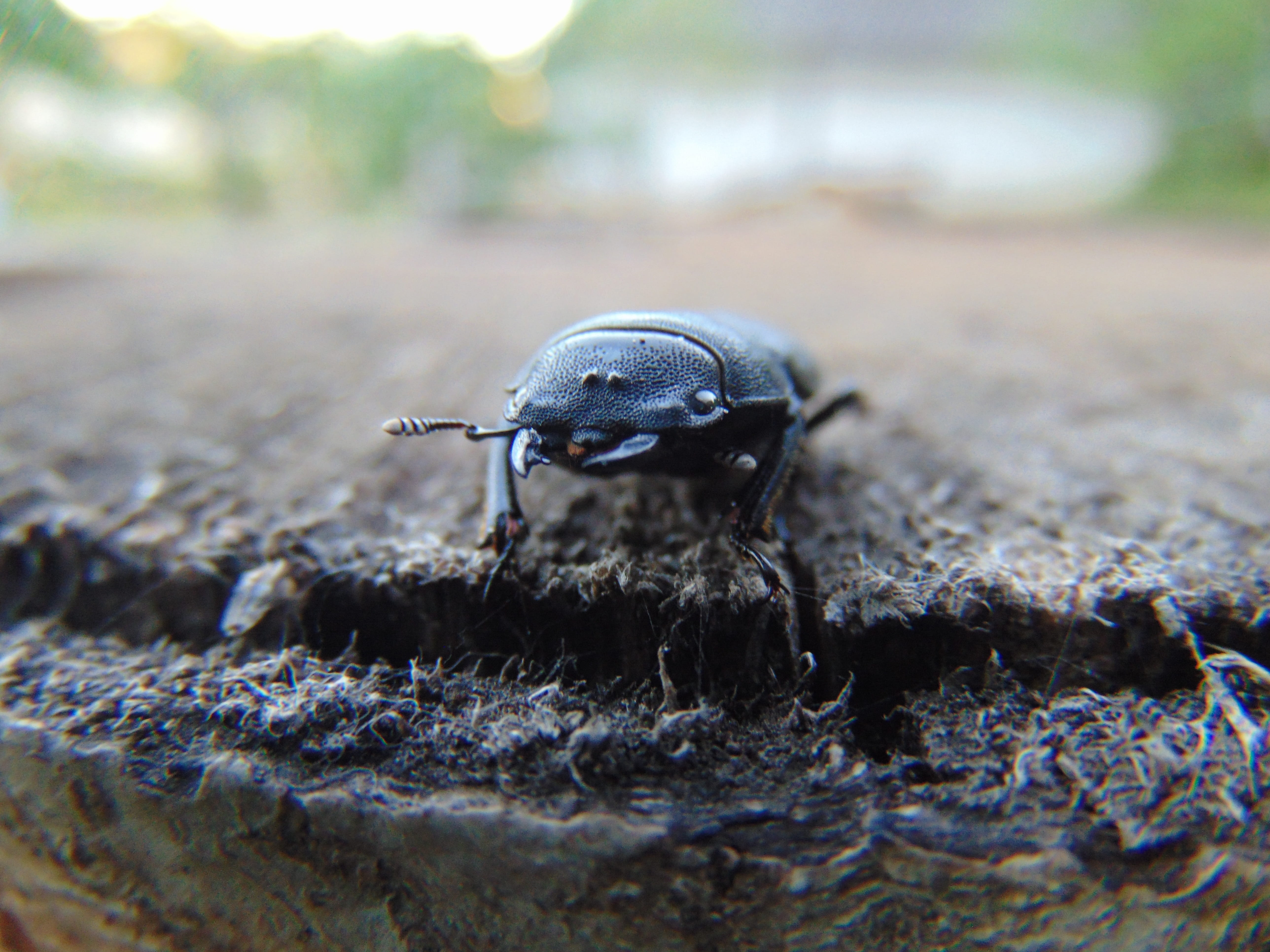 invertebrate, nature, animal themes, wet, stag beetle, outdoors, day, no people, animals in the wild, 5K, selective focus, insect, beetle, animal, animal wildlife, HD Wallpaper