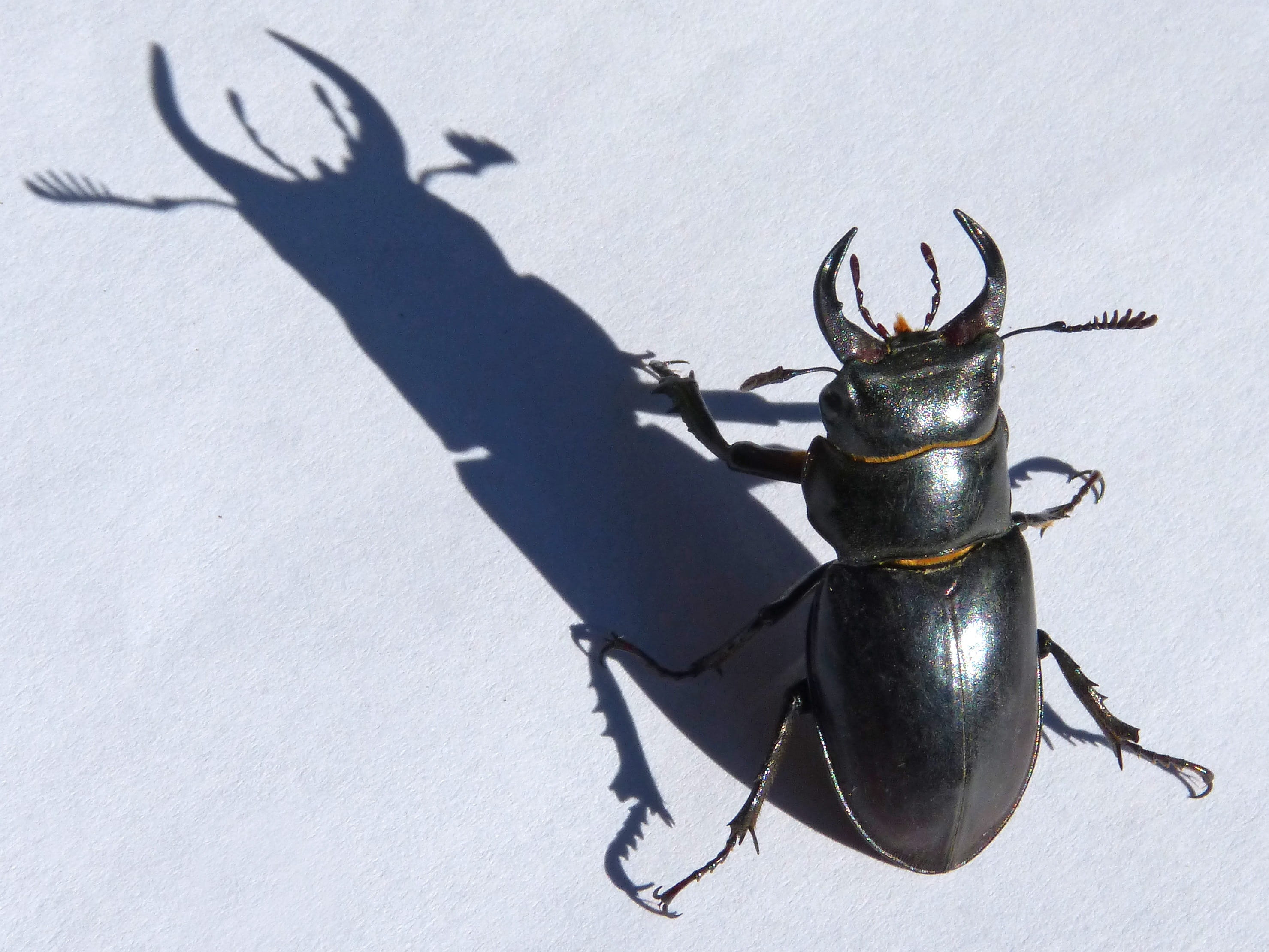 outdoors, sunlight, macro, animal, one animal, escanyapolls, day, land, beetle, cold temperature, close-up, Lucanus Cervus, food and drink, threat, food, HD Wallpaper