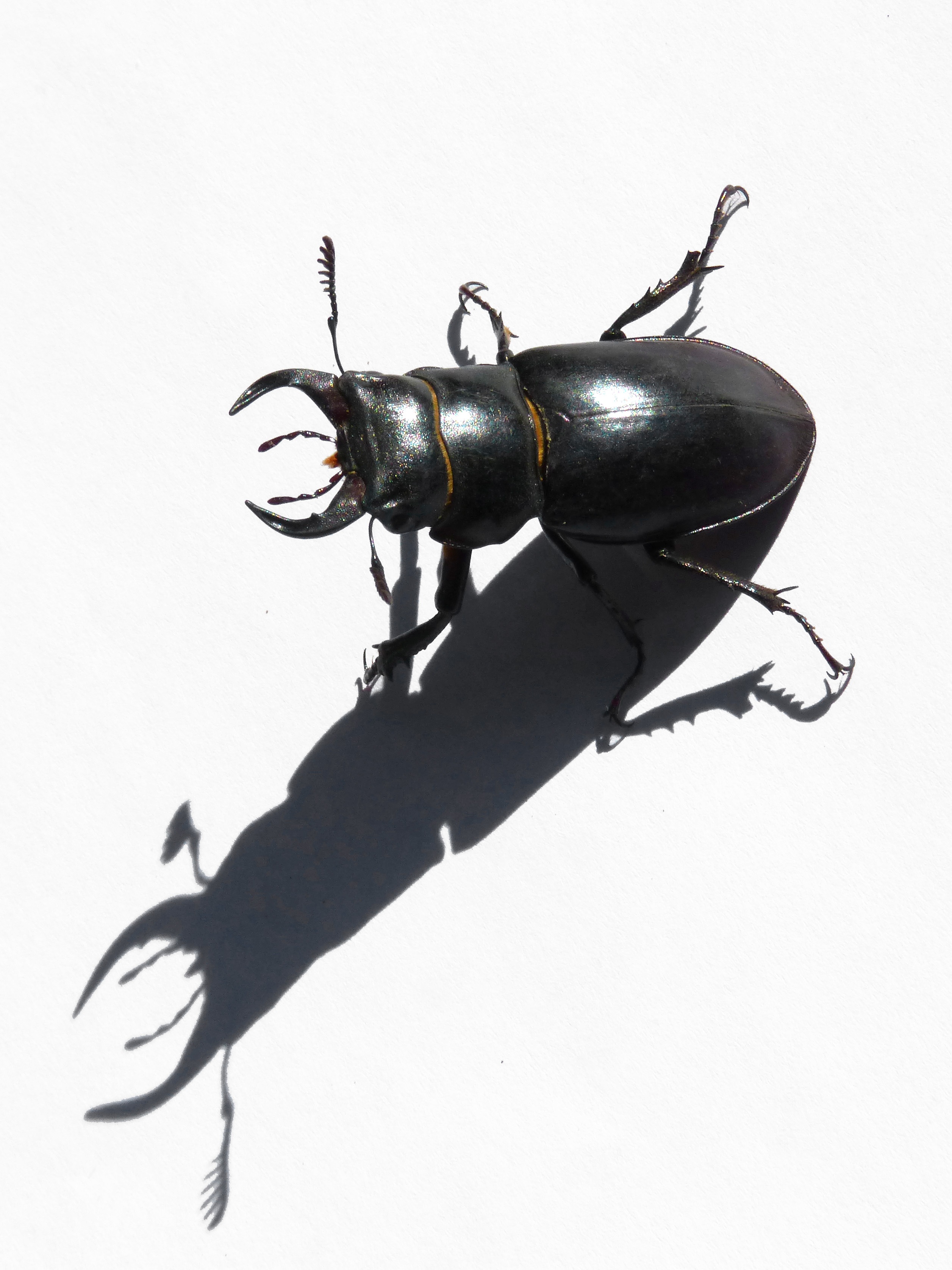 escanyapolls, sunlight, white background, shadow, still life, wall - building feature, focus on shadow, lucanus cervus, stag-beetle, 2K, high angle view, Phone HD Wallpaper