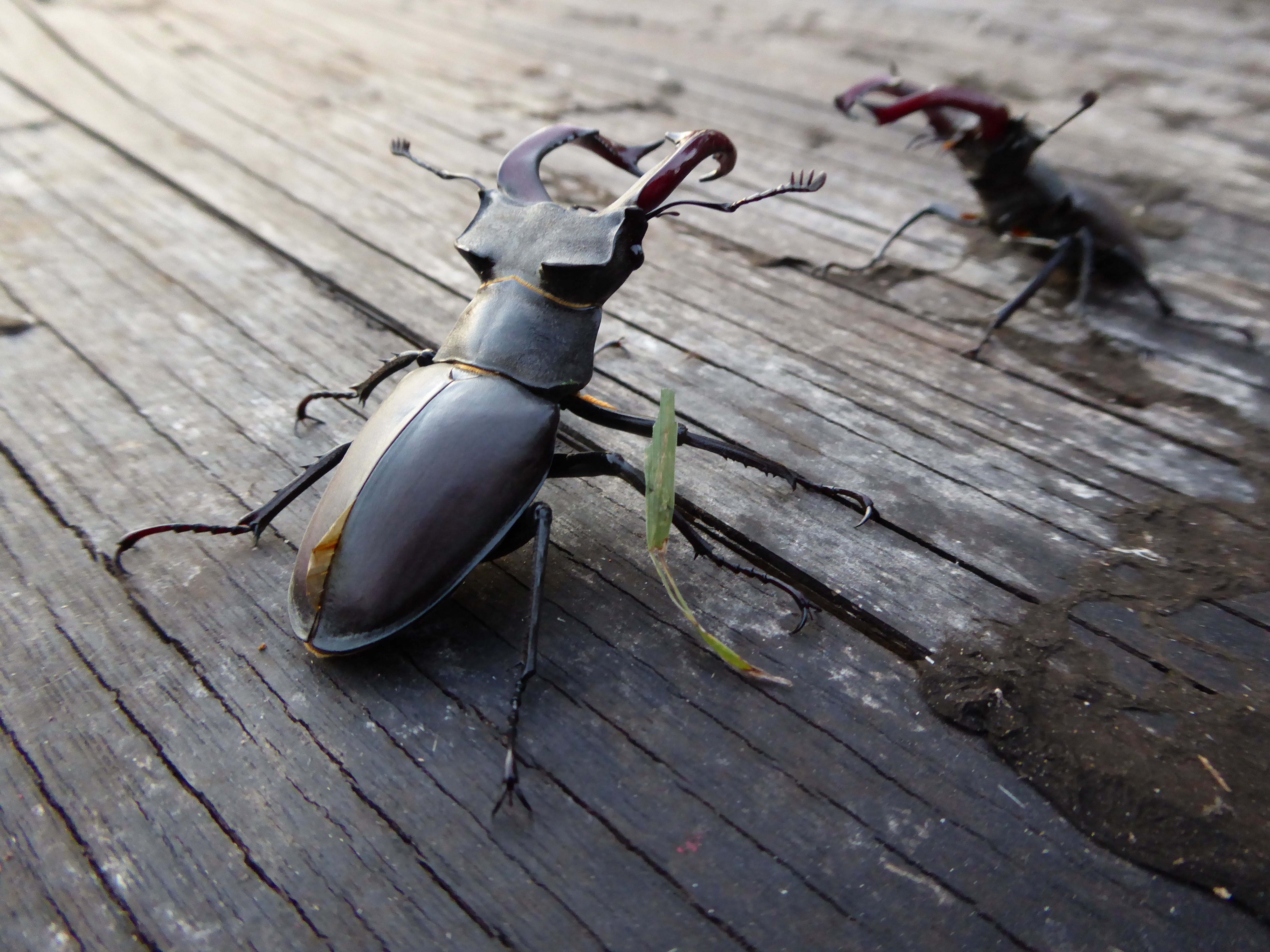 black, single object, abandoned, electric lamp, high angle view, still life, focus on foreground, wood, wood - material, 4K, insect, close-up, no people, HD Wallpaper