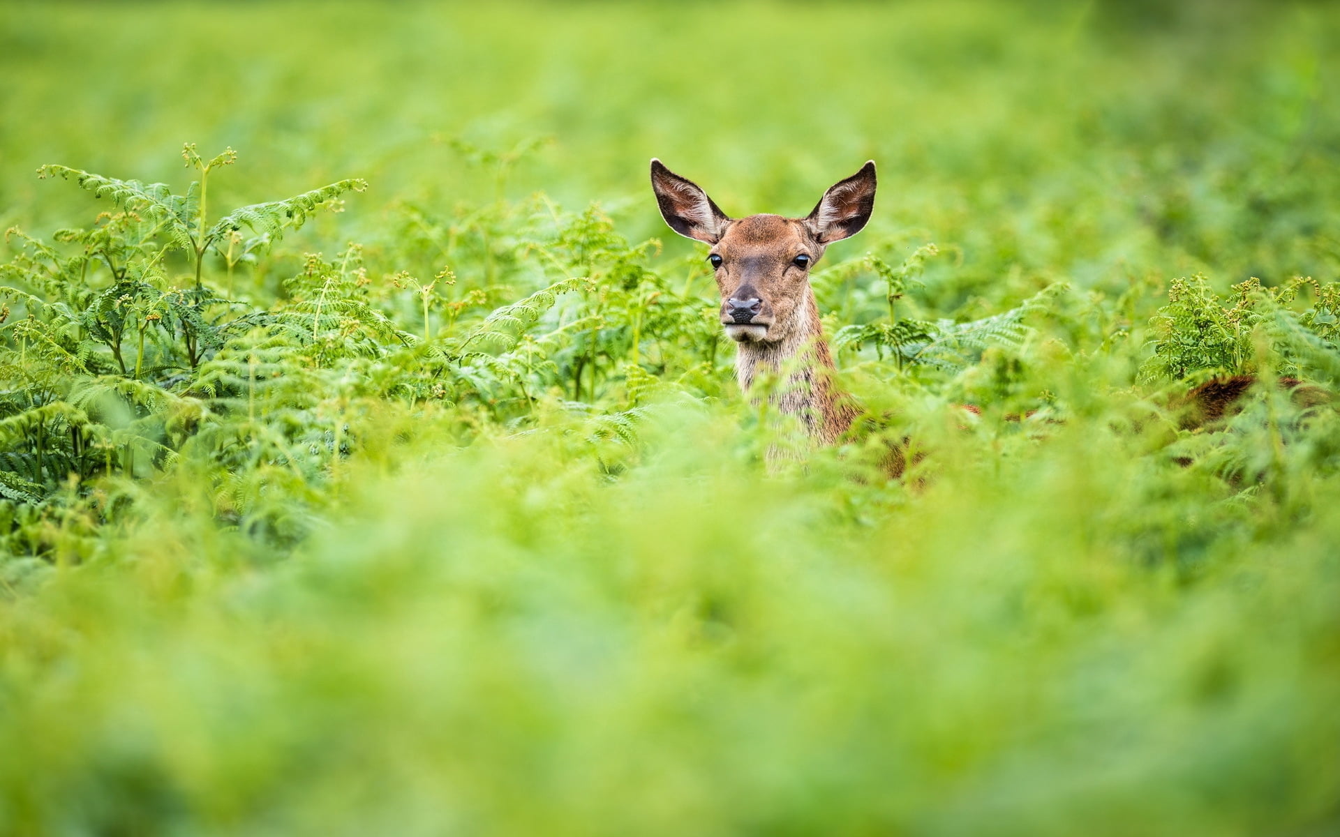 greens, looking at camera, alertness, animals In The Wild, animal, wildlife, grass, selective focus, young Animal, reindeer, standing, outdoors, doe, one Animal, HD Wallpaper