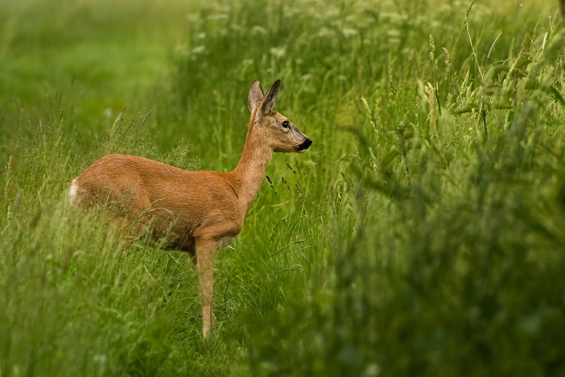 side view, animal wildlife, no people, looking, 1080P, hoofed Mammal, stand, meadow, grass, plant, wildlife, vertebrate, roe deer, stag, summer, national Park, HD Wallpaper