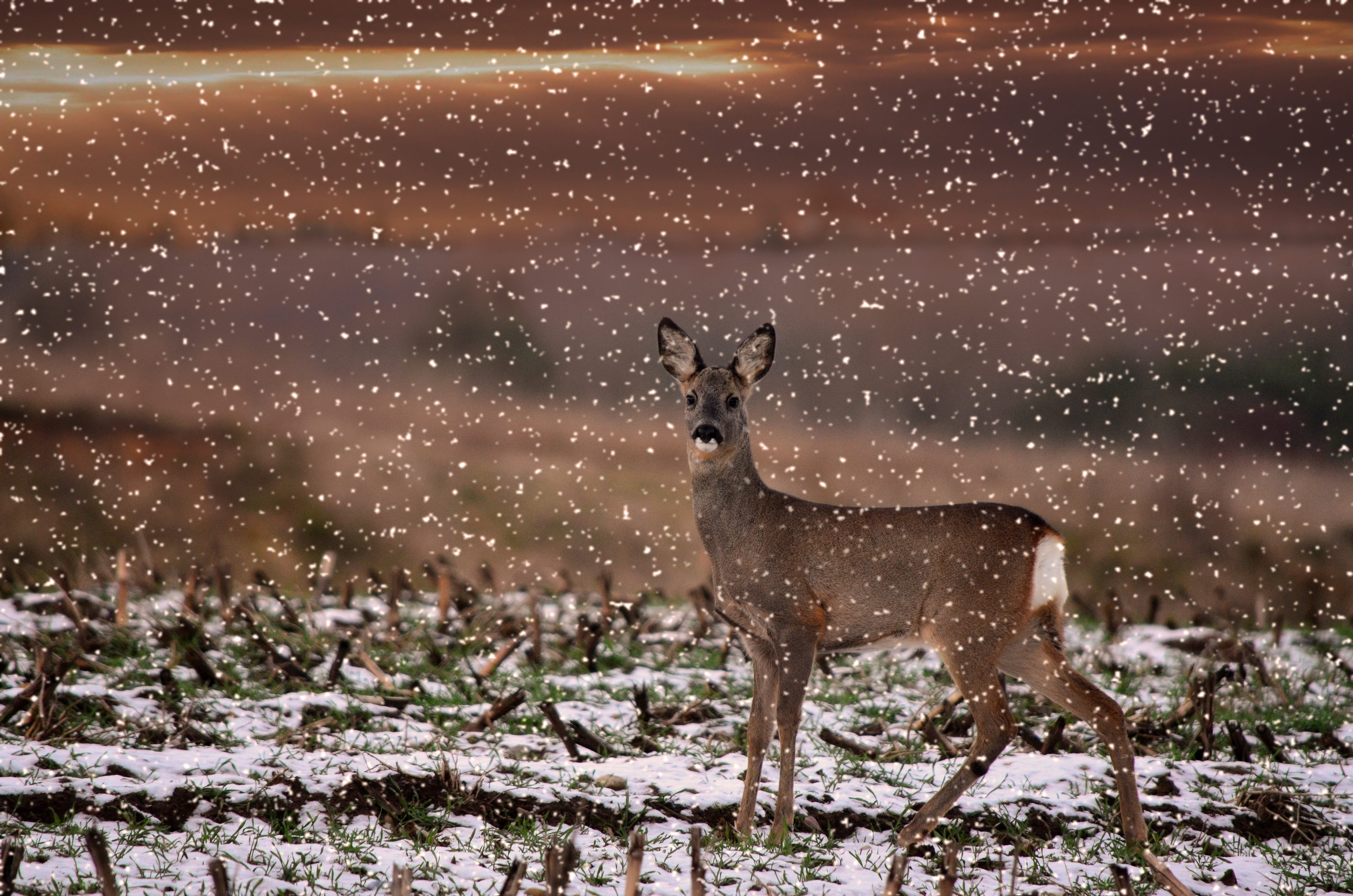 herbivorous, animal, roe deer, snow, environment, no people, scenics - nature, beauty in nature, snowcapped mountain, nature, damm wild, animal themes, HD Wallpaper