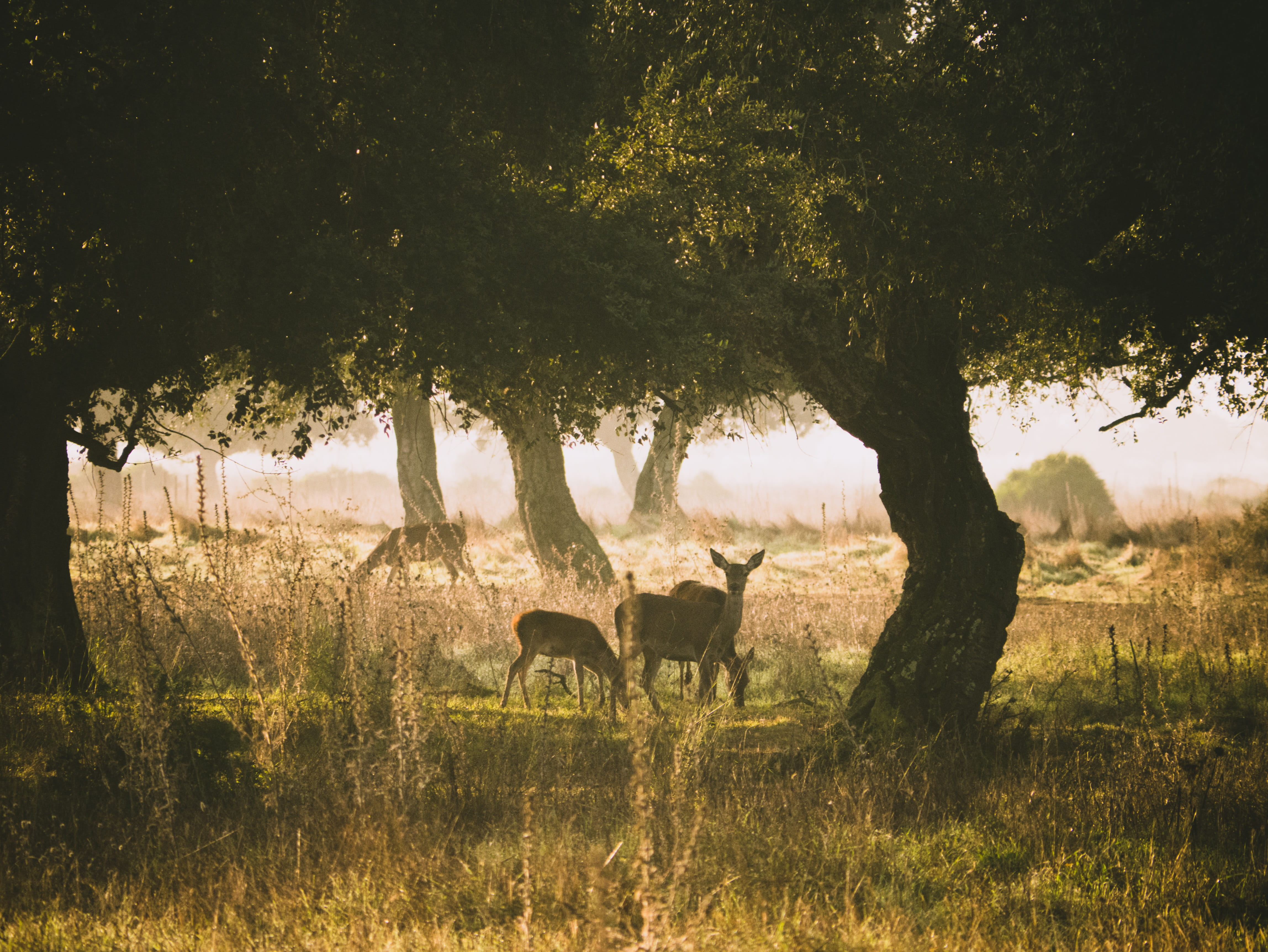 vertebrate, tree, trunk, group of animals, roe deer, 4K, nature, light, grass, standing, animal themes, animals in the wild, plant, field, mammal, domestic animals, HD Wallpaper