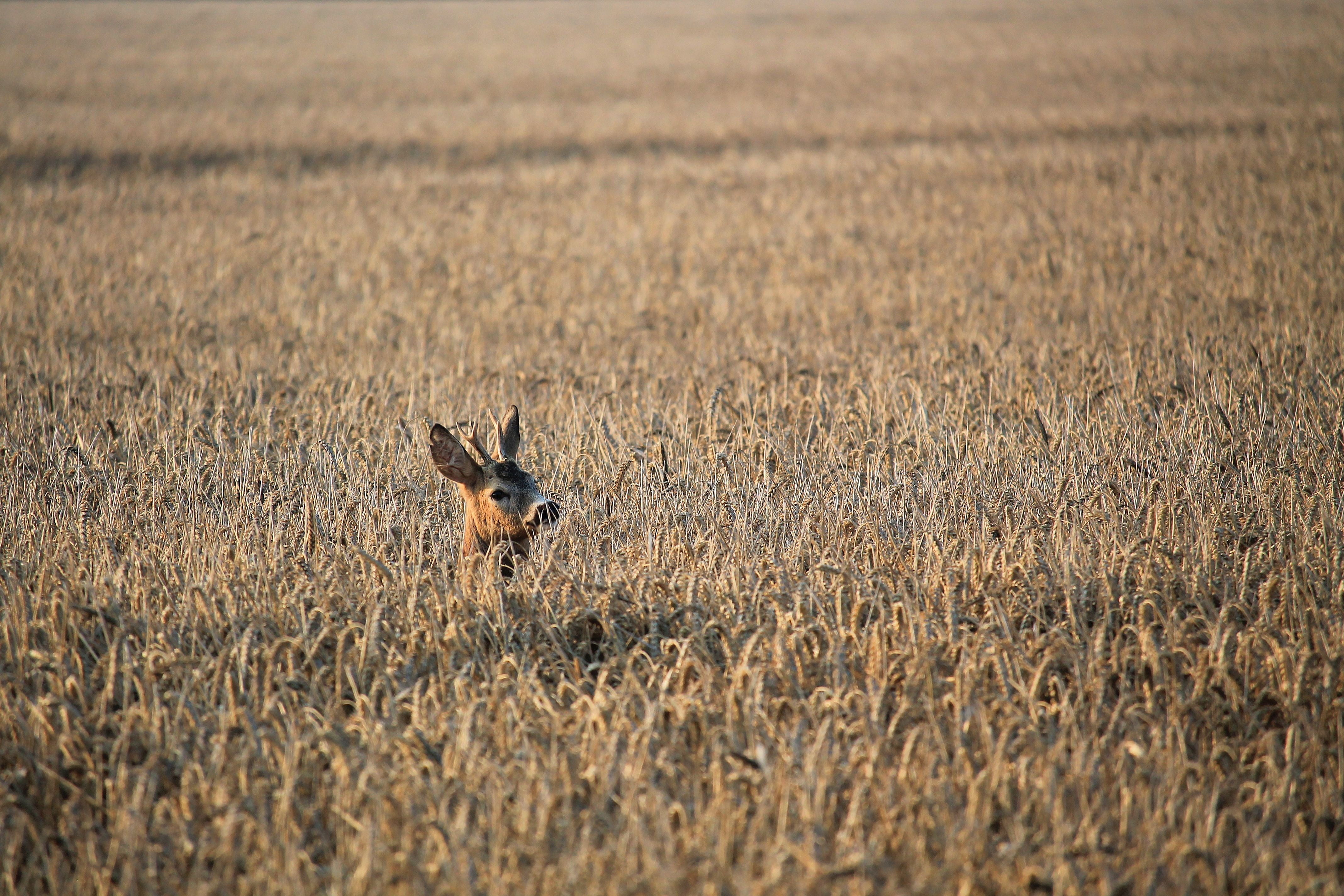 no people, one animal, outdoors, cornfield, plant, deer, roe deer, fallow deer, semi-arid, vertebrate, land, nature, animals in the wild, 4K, field, domestic animals, HD Wallpaper