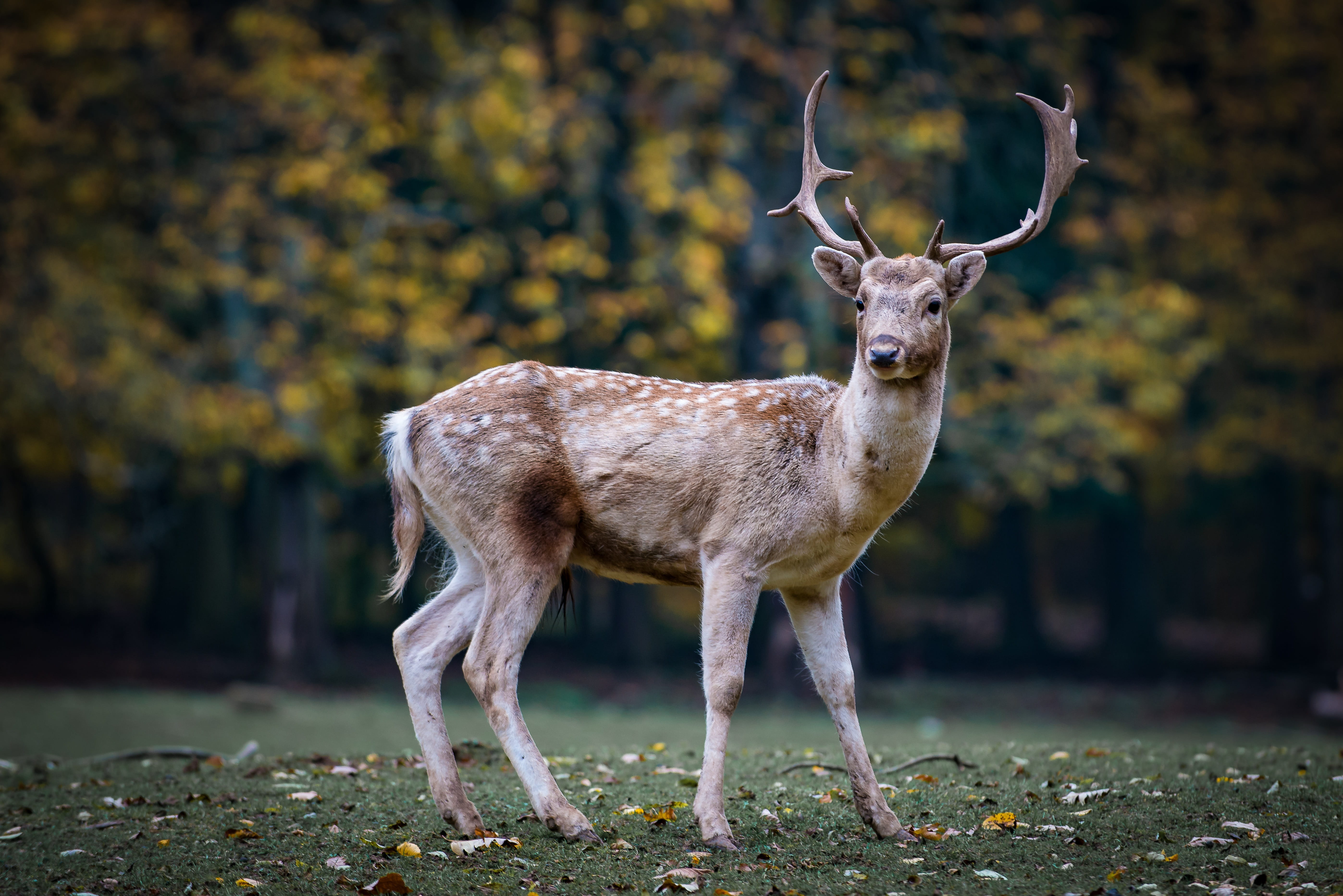 herbivorous, nature, animals in the wild, full length, land, animal, antler, deer, animal wildlife, day, outdoors, vertebrate, portrait, fallow deer, standing, HD Wallpaper