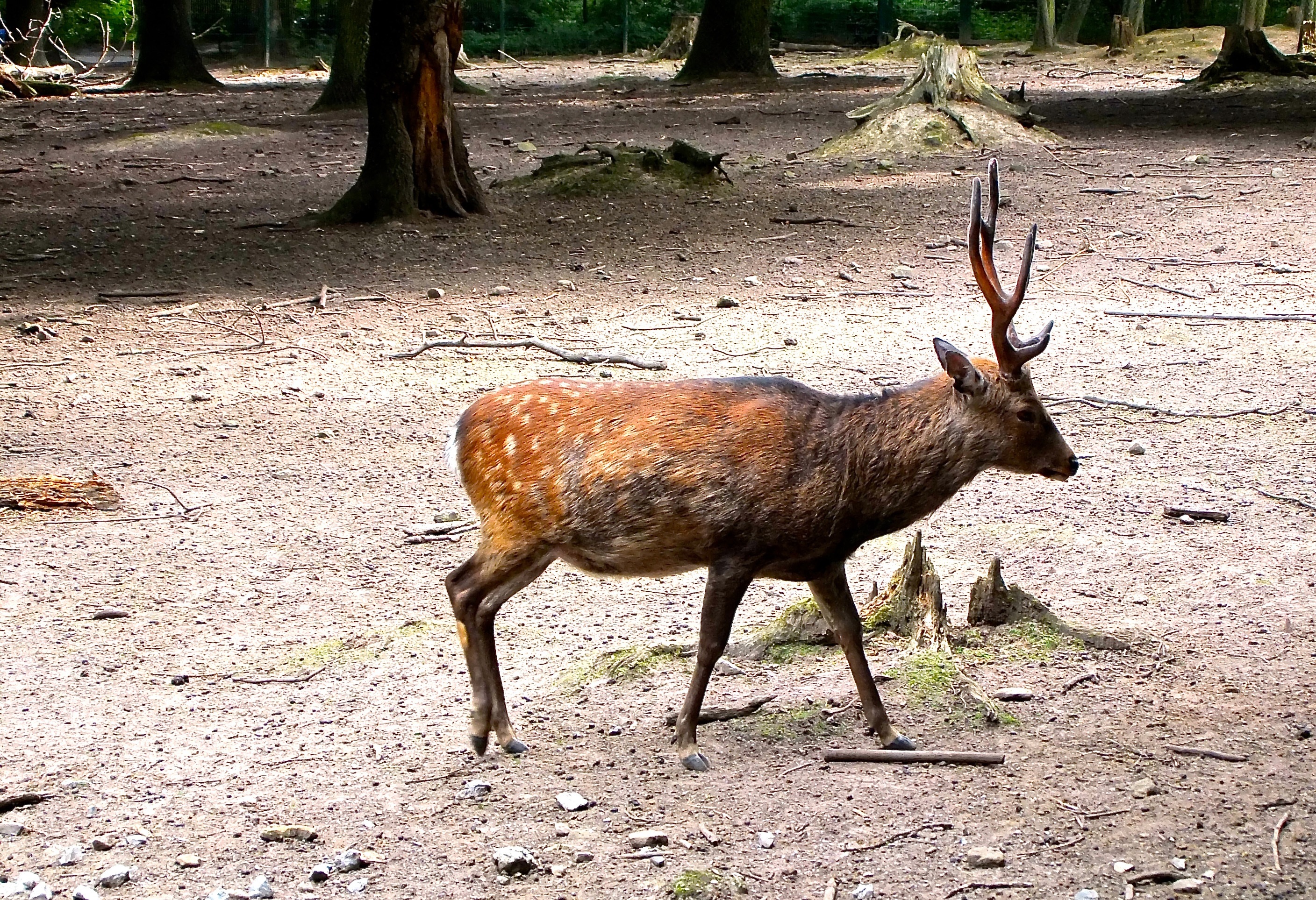 deer, animal wildlife, day, animal themes, roe deer, vertebrate, flock, tree, antler, one animal, standing, red deer, animals in the wild, mammal, plant, HD Wallpaper