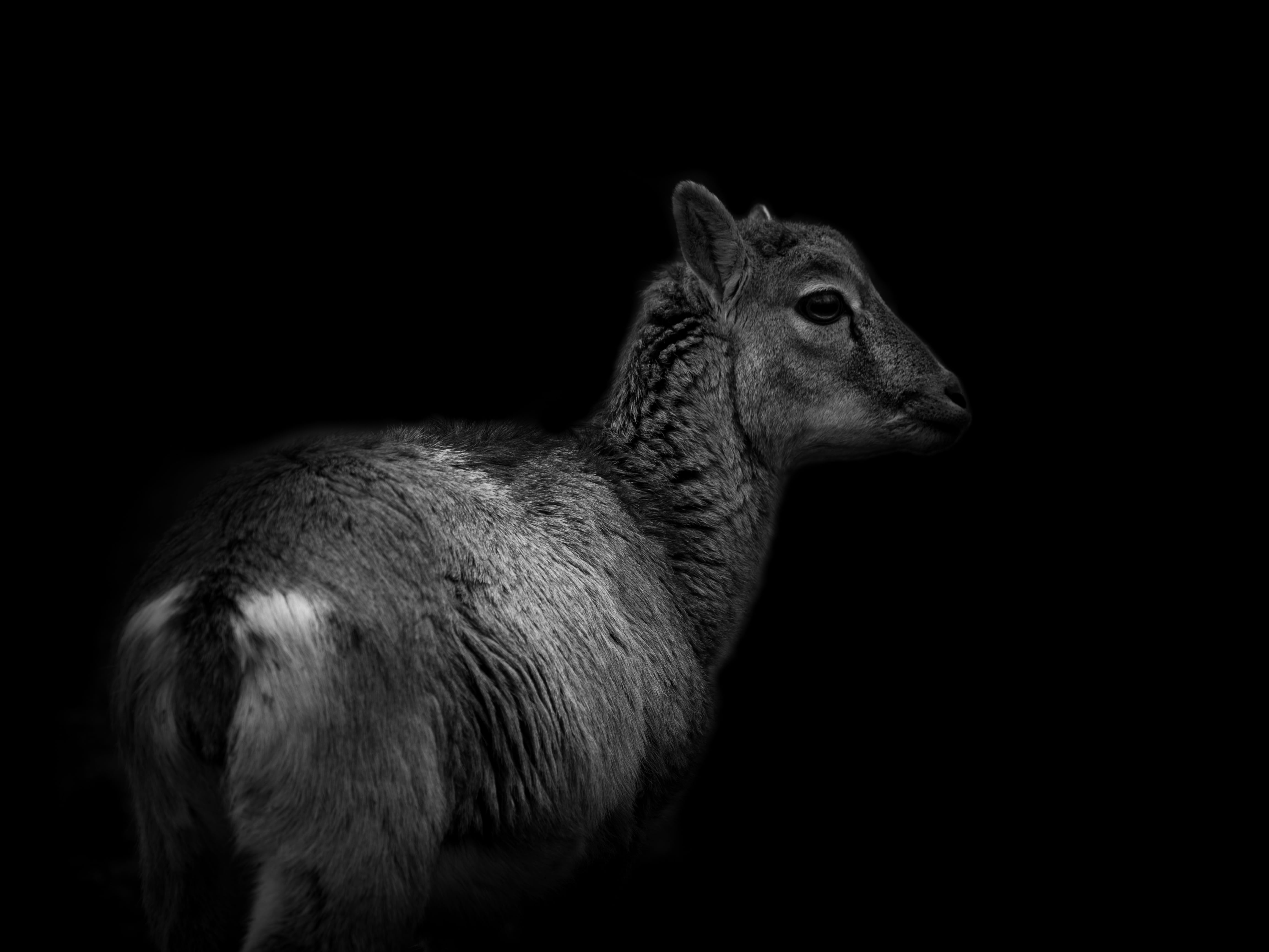 herbivorous, indoors, vertebrate, nature, roe deer, standing, animal themes, animal, domestic animals, hirsch, wild, looking away, 4K, side view, copy space, HD Wallpaper