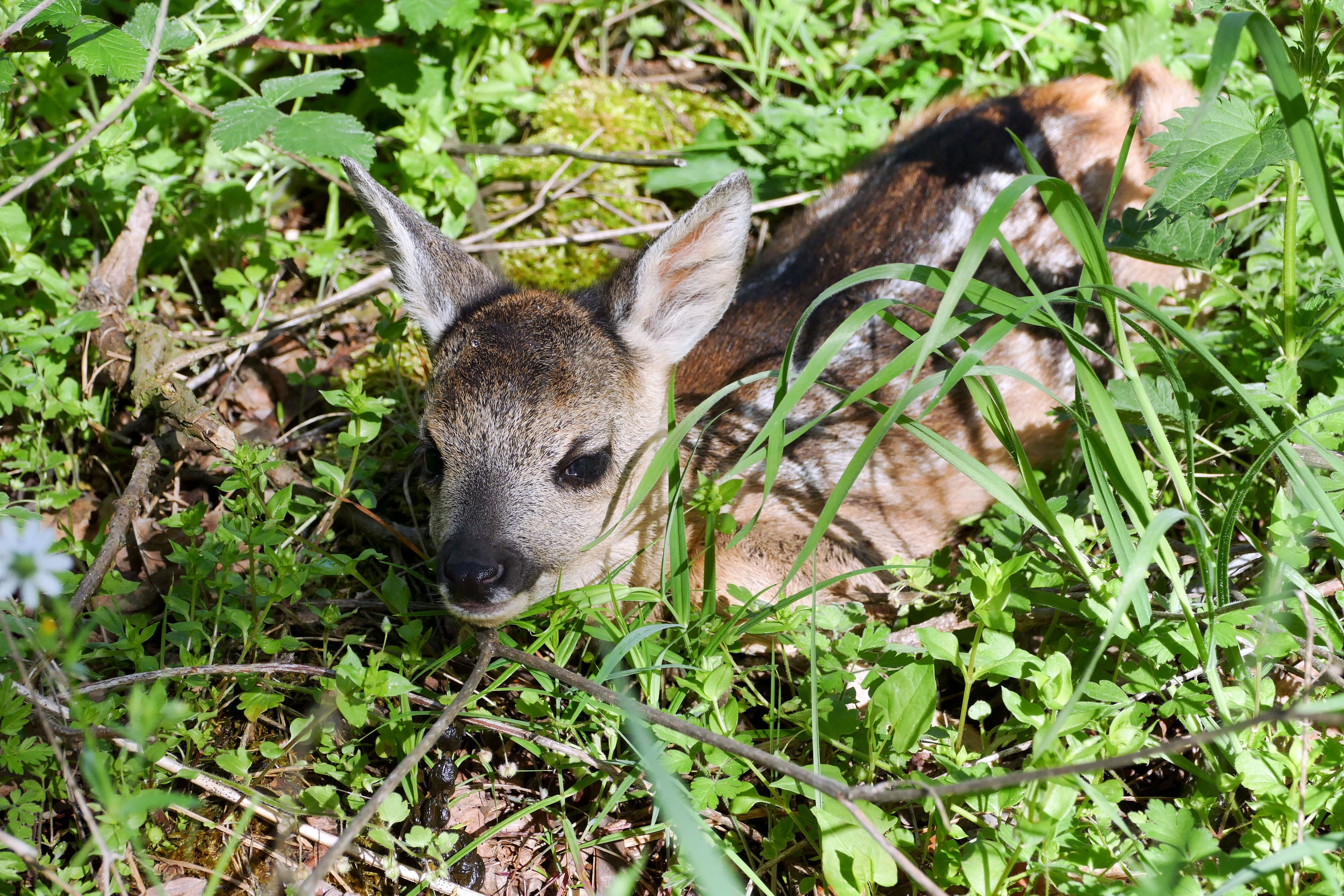 wild, day, outdoors, animal themes, grass, animals in the wild, baby, nature, leaf, one animal, land, 2K, meadow, animal, animal wildlife, plant part, HD Wallpaper