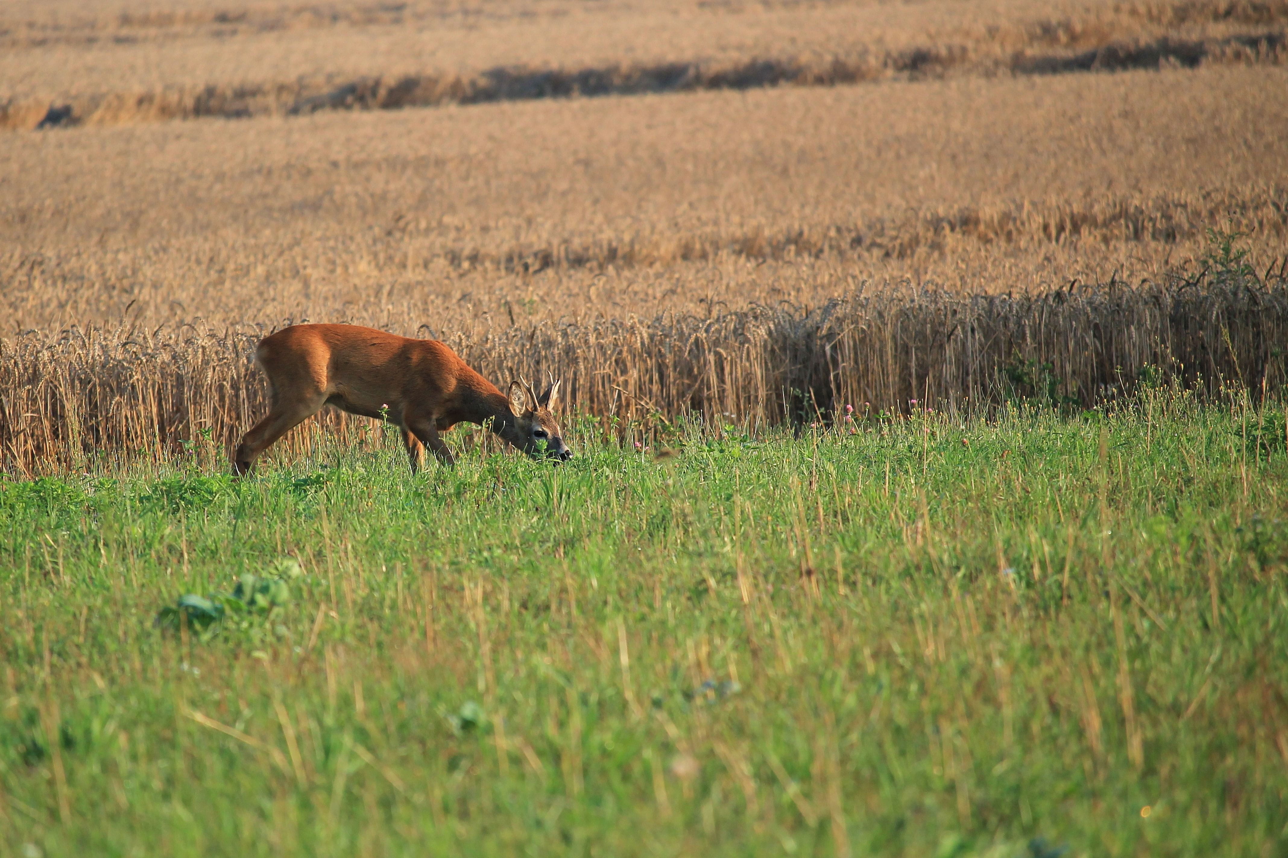 Fallow Deer, animal themes, outdoors, animals in the wild, day, Cornfield, grazing, grass, vertebrate, animal, agriculture, herbivorous, Nature, land, one animal, HD Wallpaper