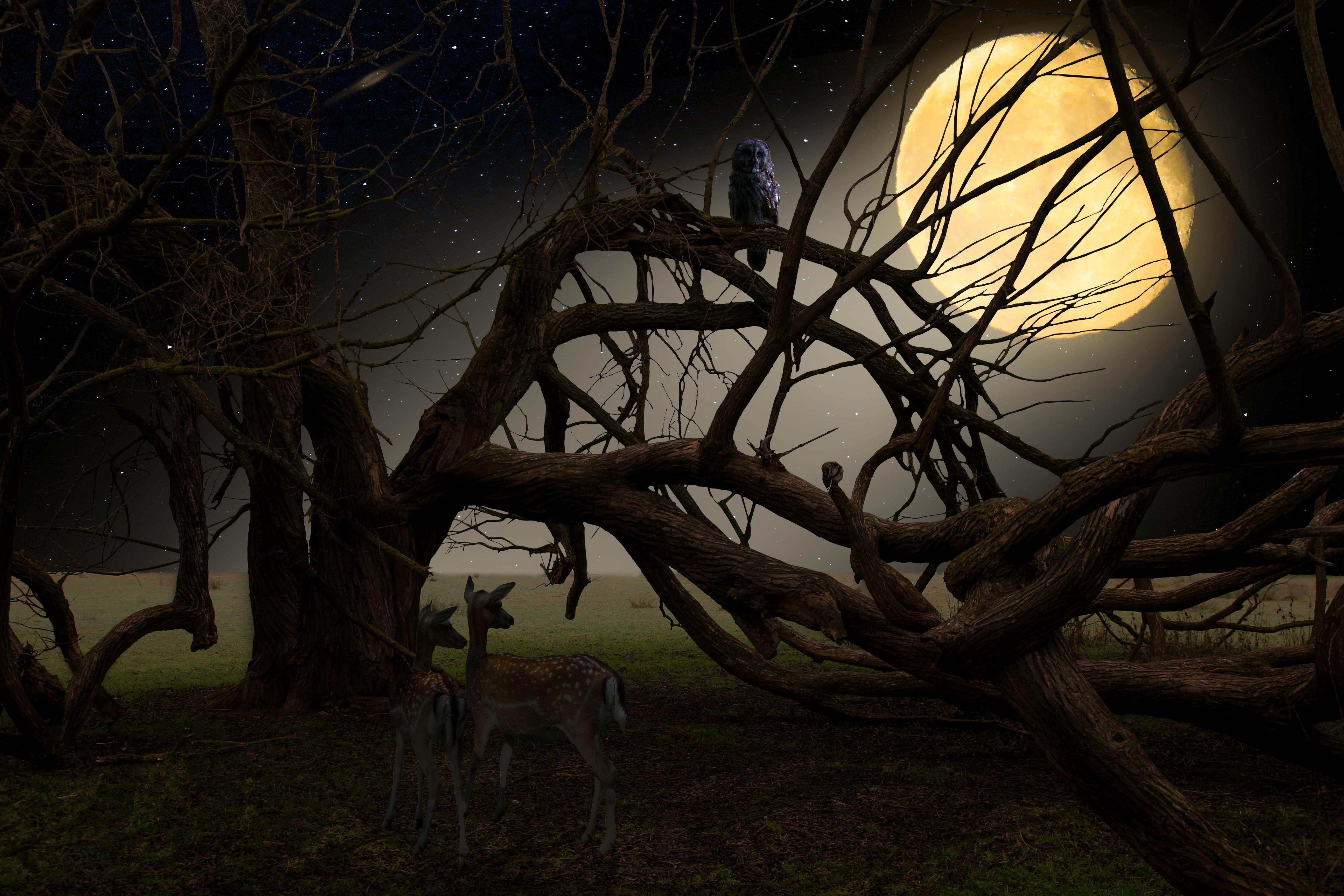 owl, magic, mystical, outdoors, moonlight, romantic, beauty in nature, growth, sky, sunset, land, nature, silent, branch, lighting, tranquil scene, animals, HD Wallpaper