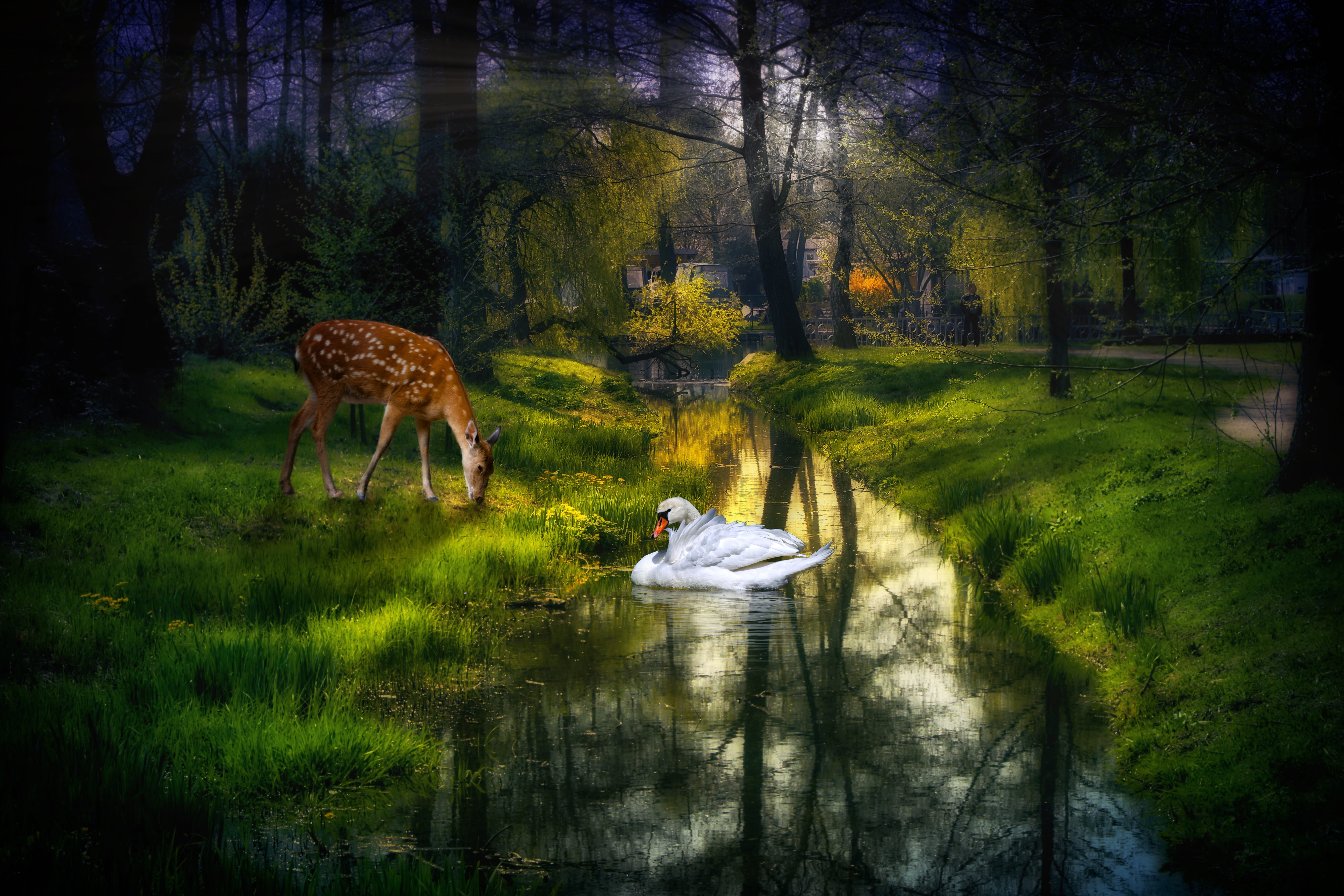 5K, plant, fantasy, mystical, forest, grass, one animal, waters, landscape, no people, animal, growth, photomontage, tranquility, swan, land, fairytale, HD Wallpaper
