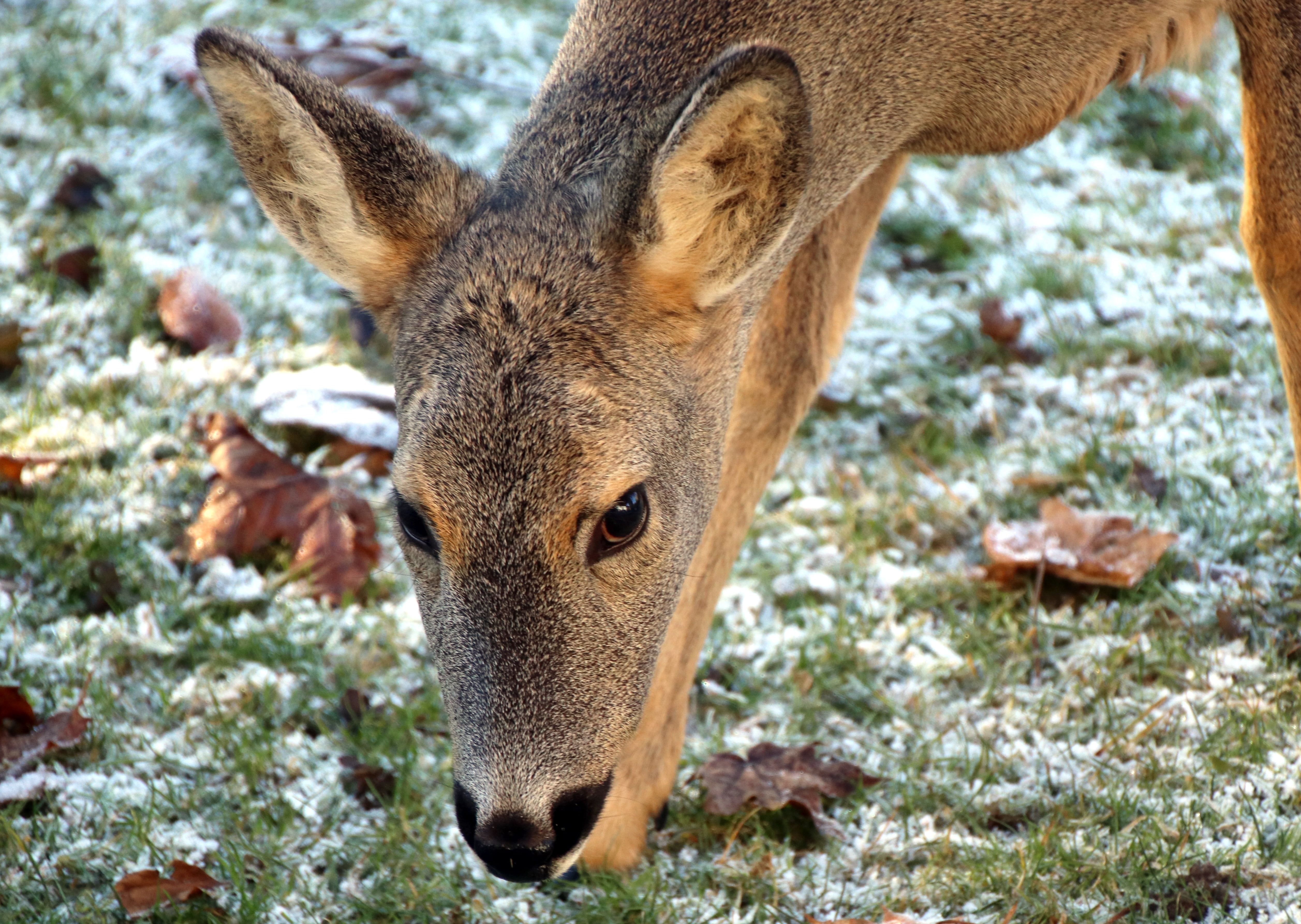 mammal, 4K, portrait, frost, animal themes, animal wildlife, outdoors, animal body part, day, herbivorous, animal, vertebrate, grass, nature, no people, HD Wallpaper