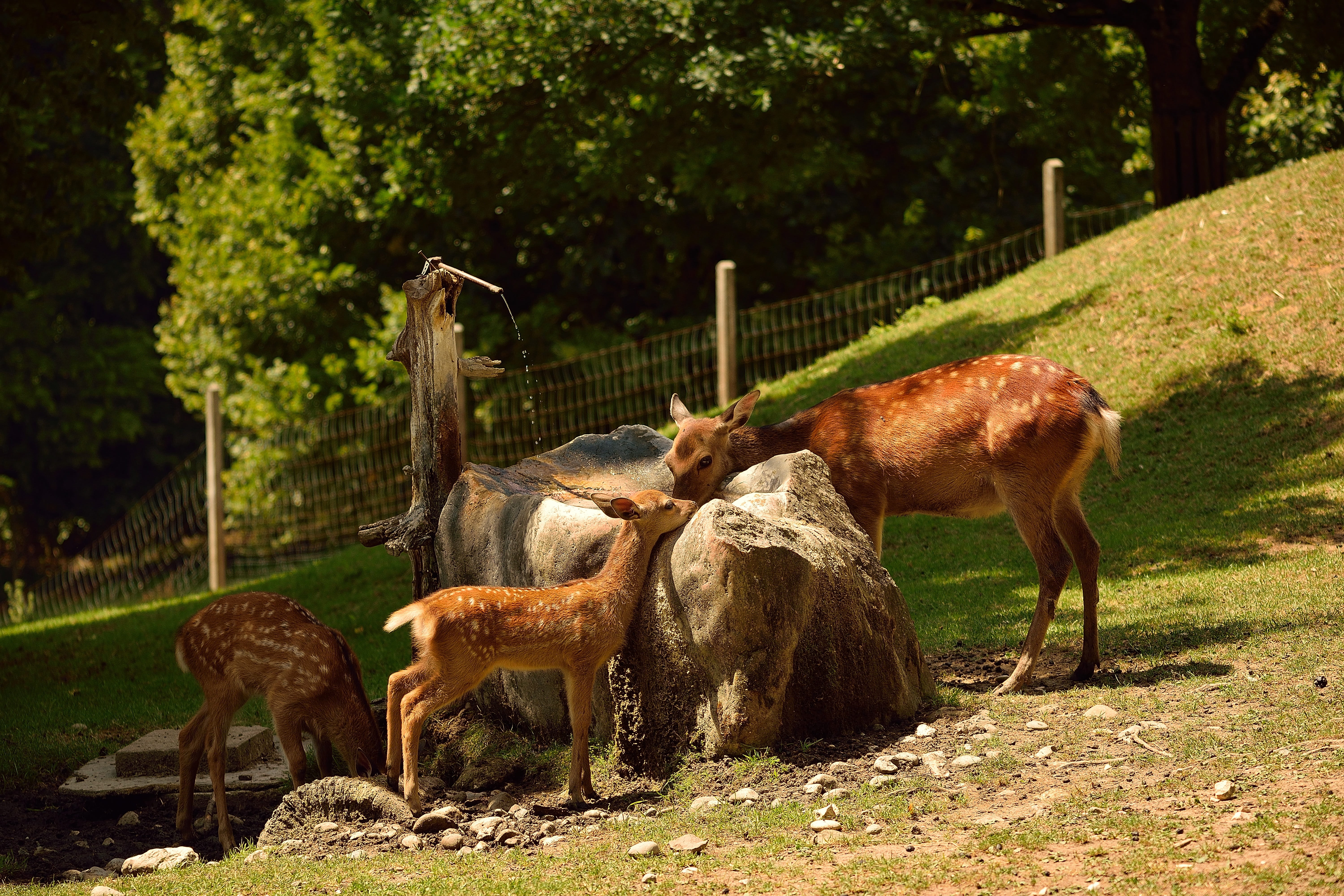 vertebrate, mammal, animal, nature, fawn, domestic, field, tree, 5K, forest, no people, outdoors, fallow deer, bambi, agriculture, plant, wild, roe deer, HD Wallpaper