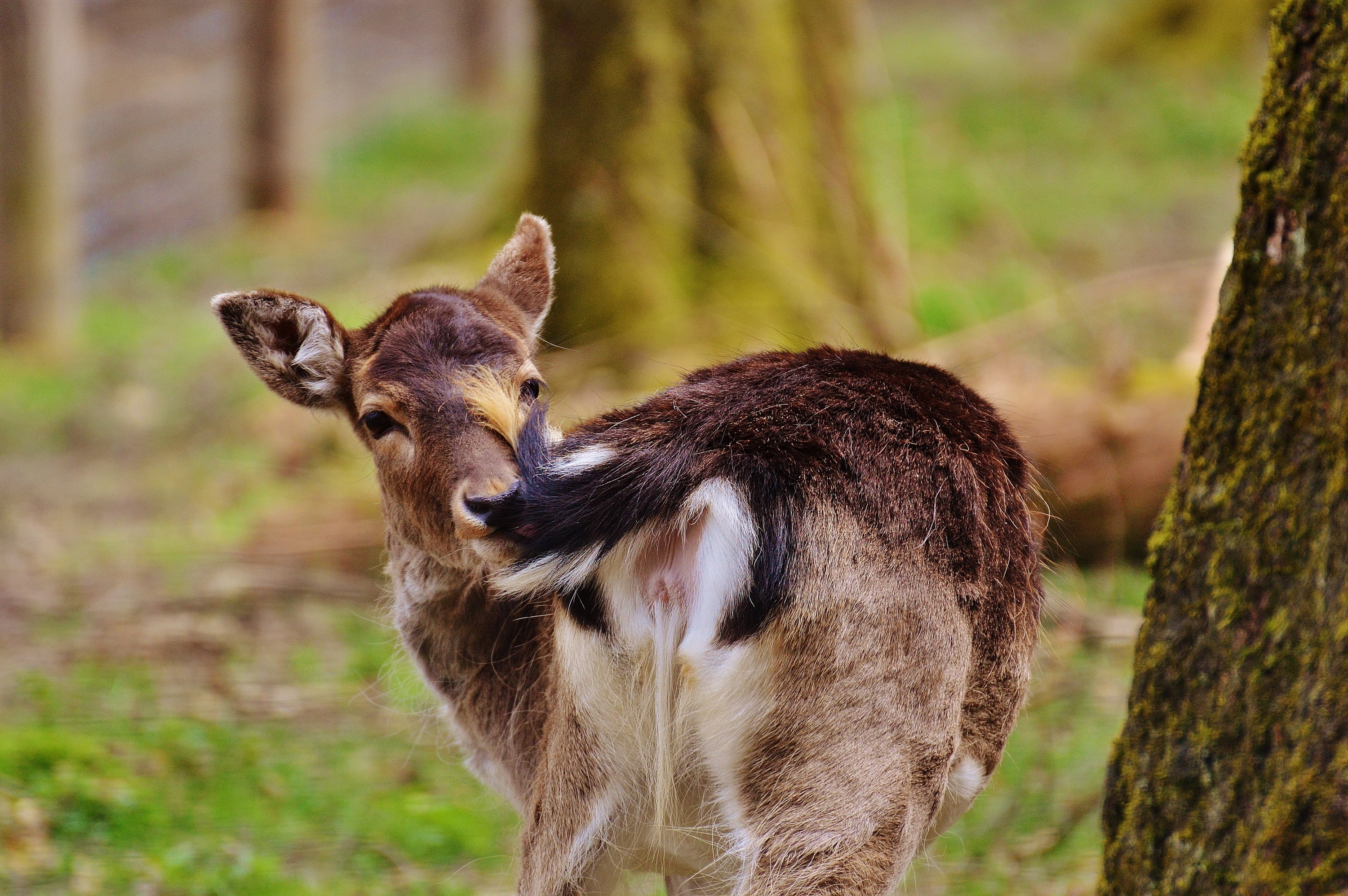 wildpark poing, nature, wild, looking at camera, animal, plant, red deer, deer, land, herbivorous, day, trunk, one animal, 2K, mammal, standing, animals in the wild, HD Wallpaper