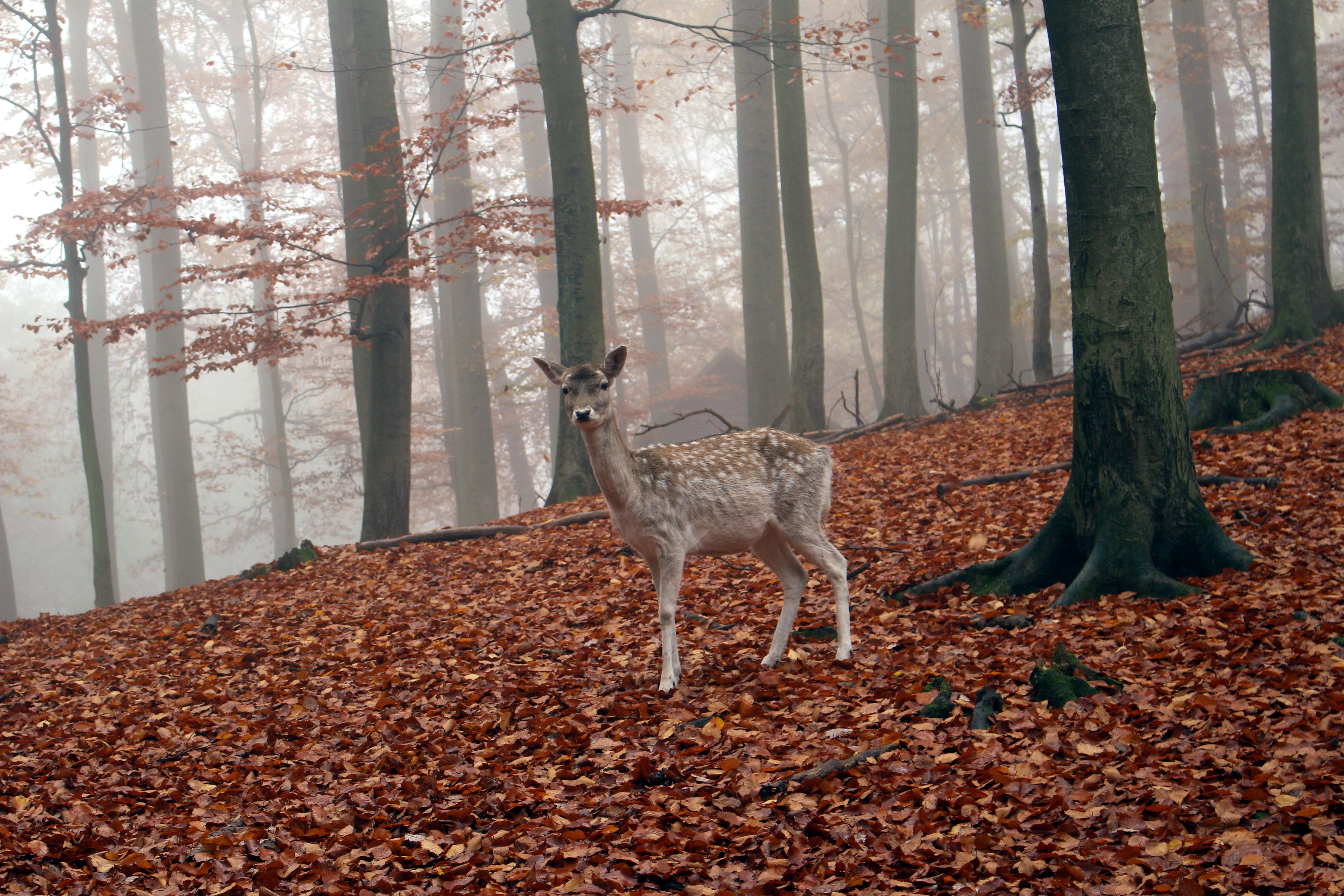 deer, vertebrate, autumn, outdoors, 5K, trunk, animals in the wild, roe deer, tree trunk, animal, woodland, day, land, herbivorous, animal wildlife, plant, HD Wallpaper