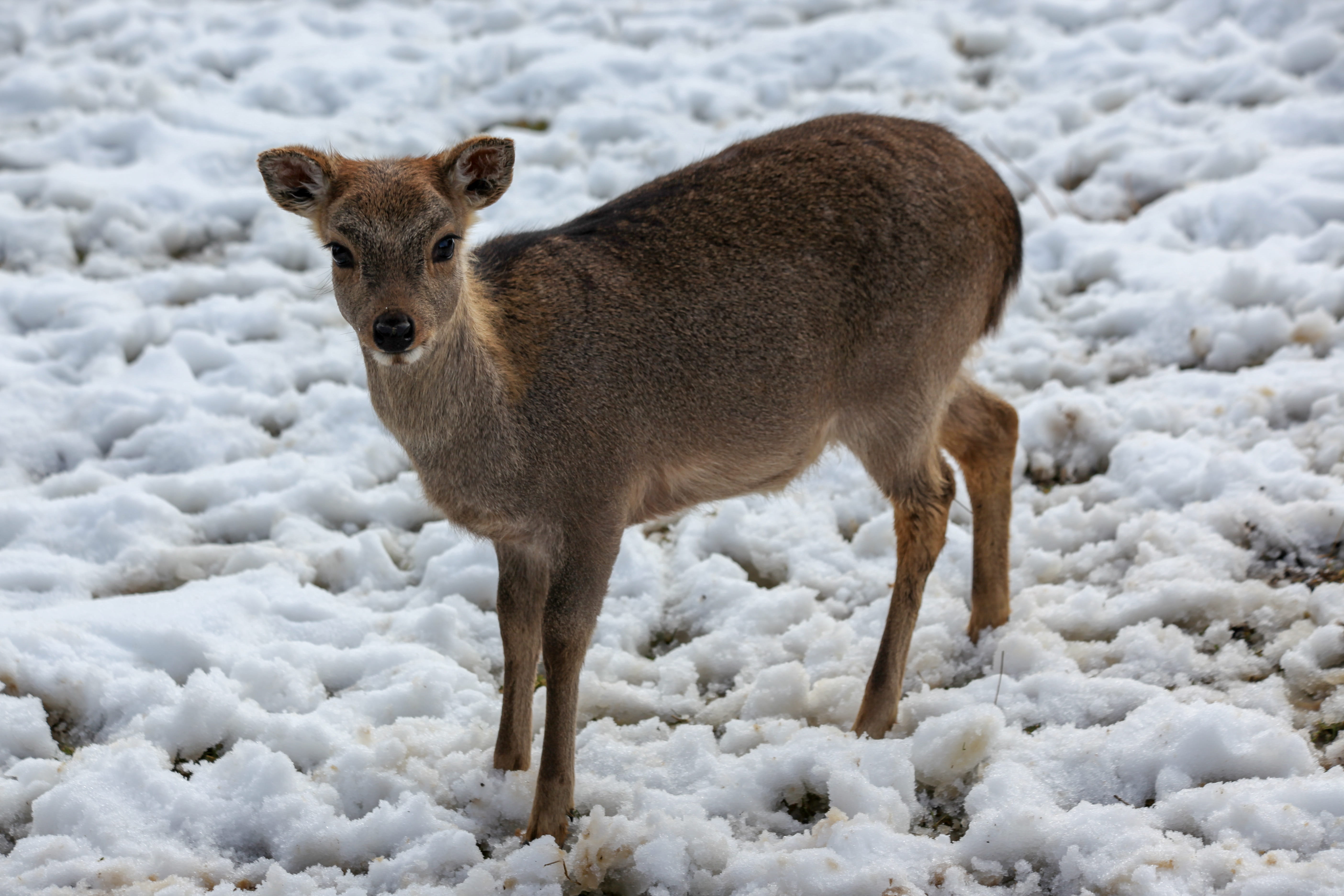 herbivorous, standing, outdoors, 5K, animals in the wild, cold, field, wintering, cold temperature, animal themes, no people, vertebrate, land, forest, HD Wallpaper